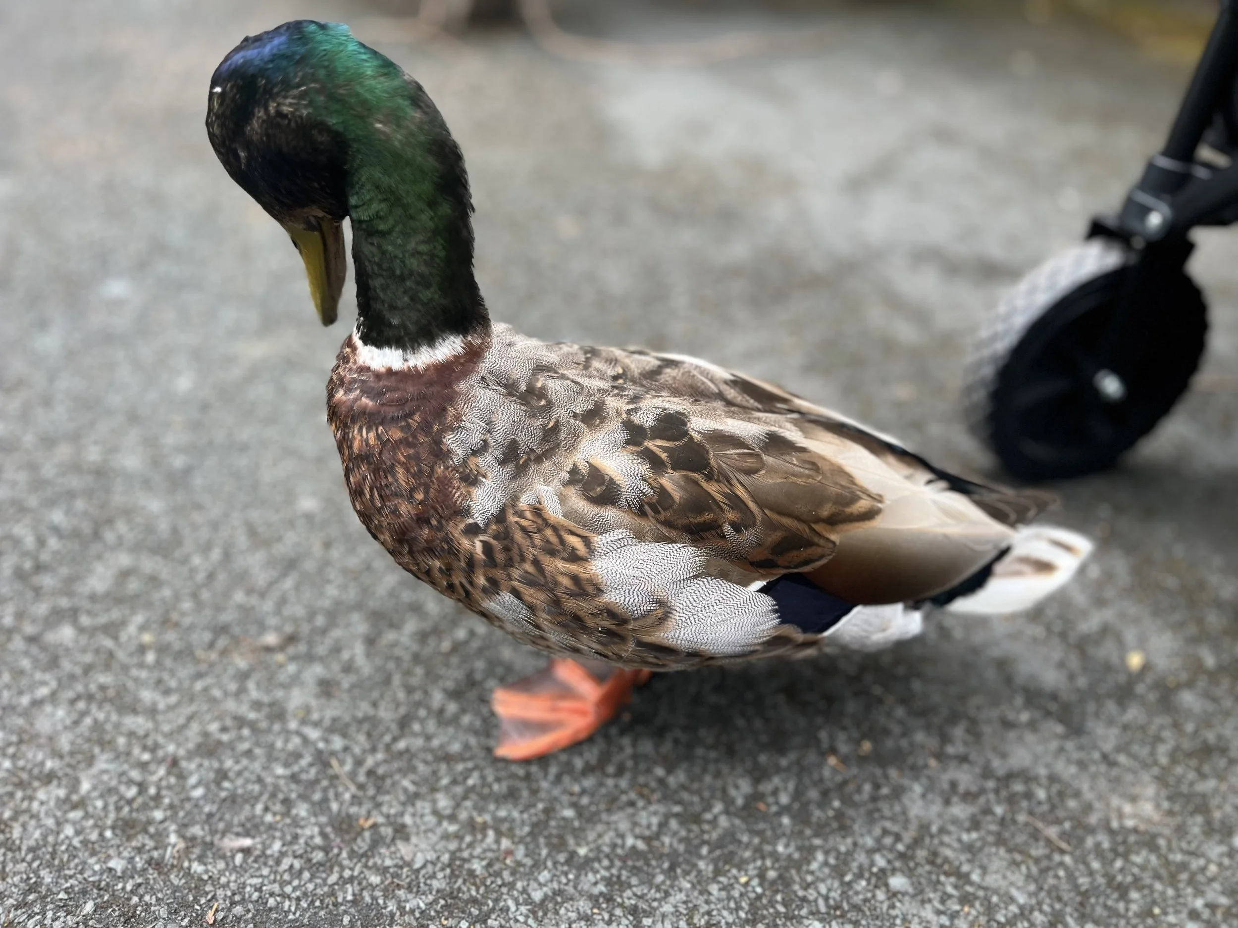 IMG_4543.jpeg