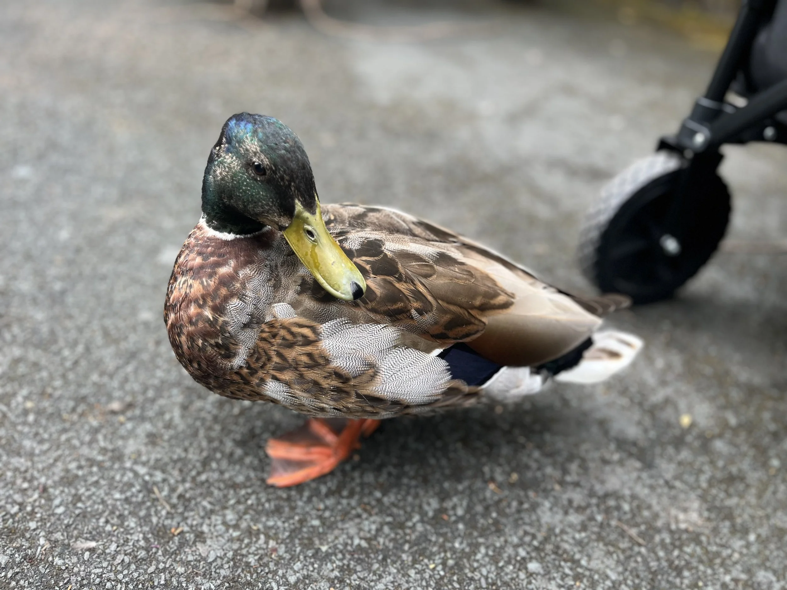 IMG_4541.jpeg