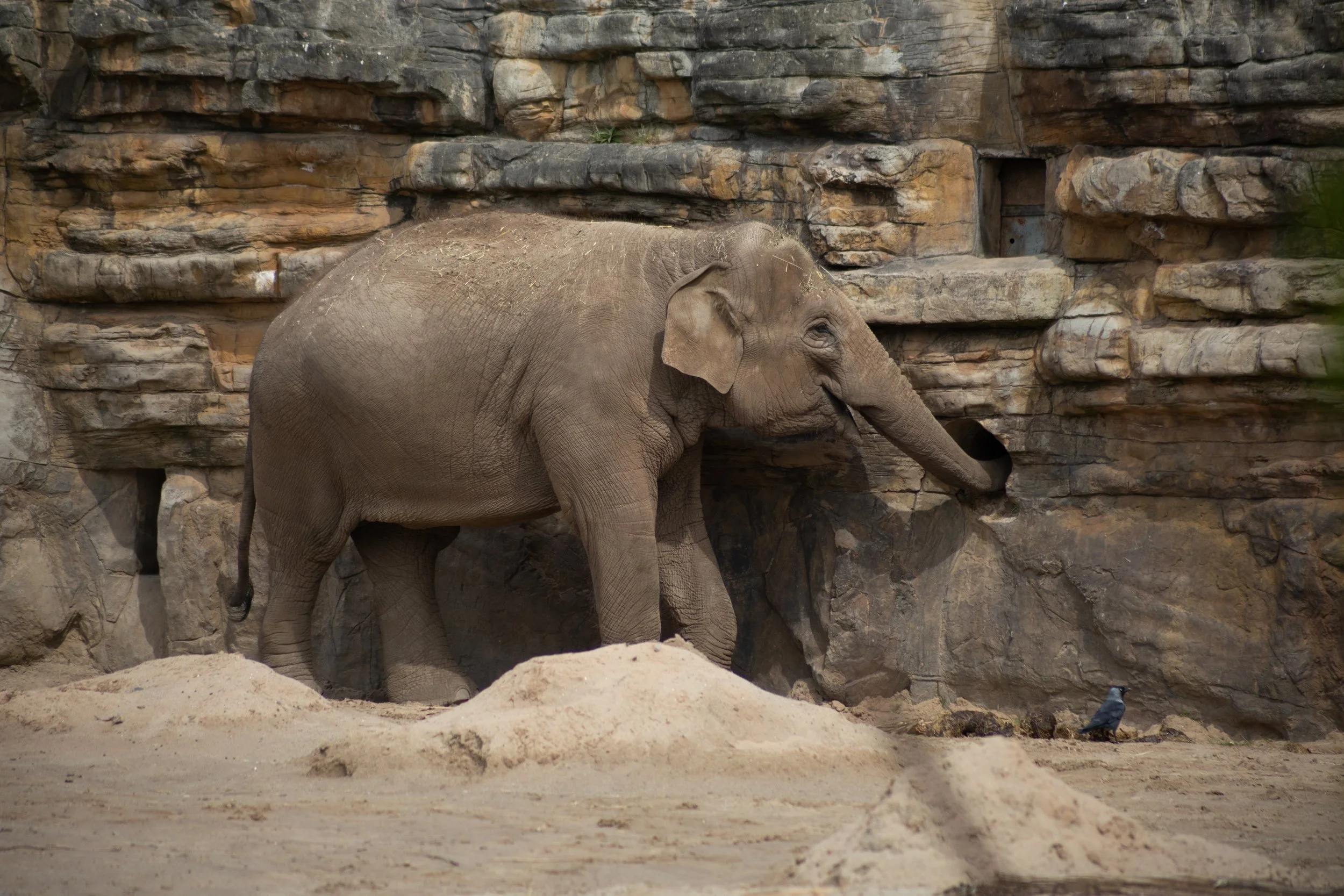 Chester Zoo