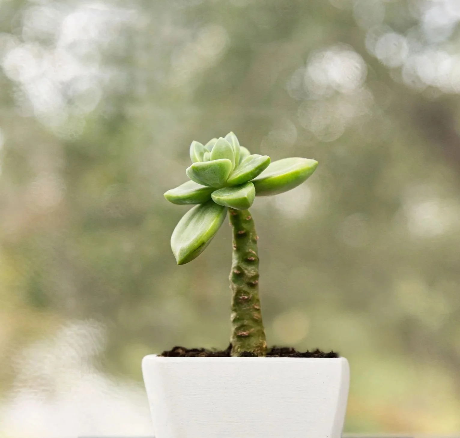A succulent in a small pot sitting on a window