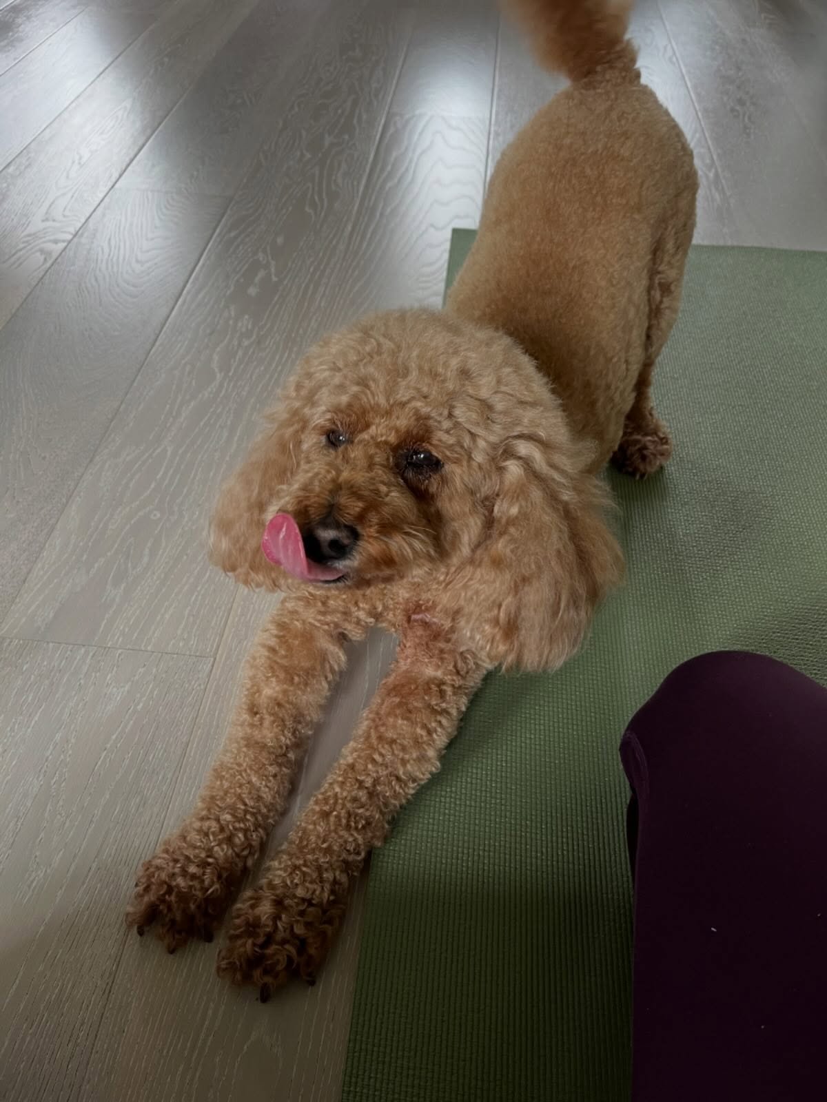 One happy private client this morning, offering her gratitude with a perfect up ward facing dog pose. 

Ok&hellip;&hellip; the session wasn&rsquo;t exactly for this gorgeous pooch, but Lulu joins us for every yoga session in her home and promptly mel