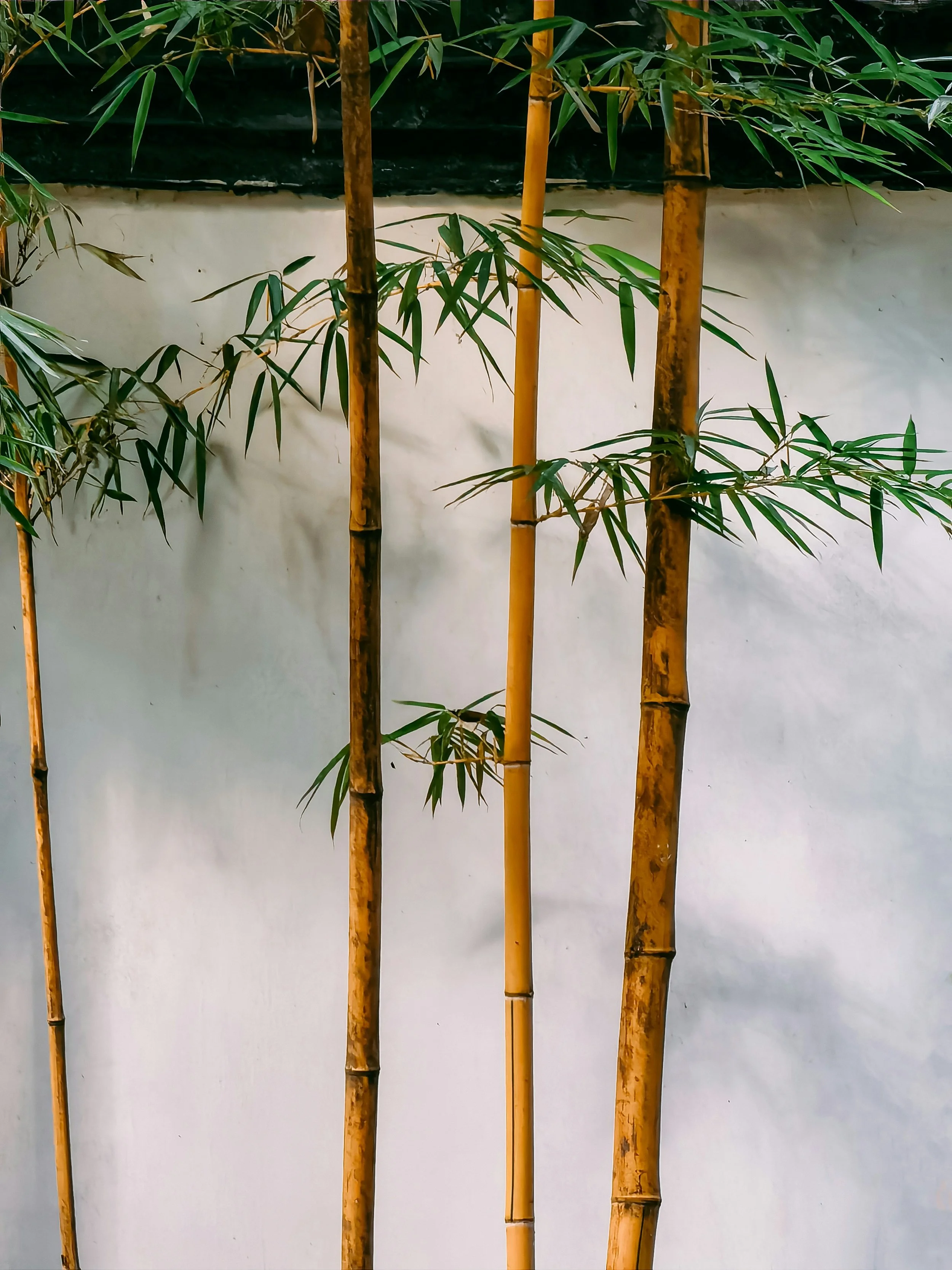 Bamboo plants with green leaves against a white wall.