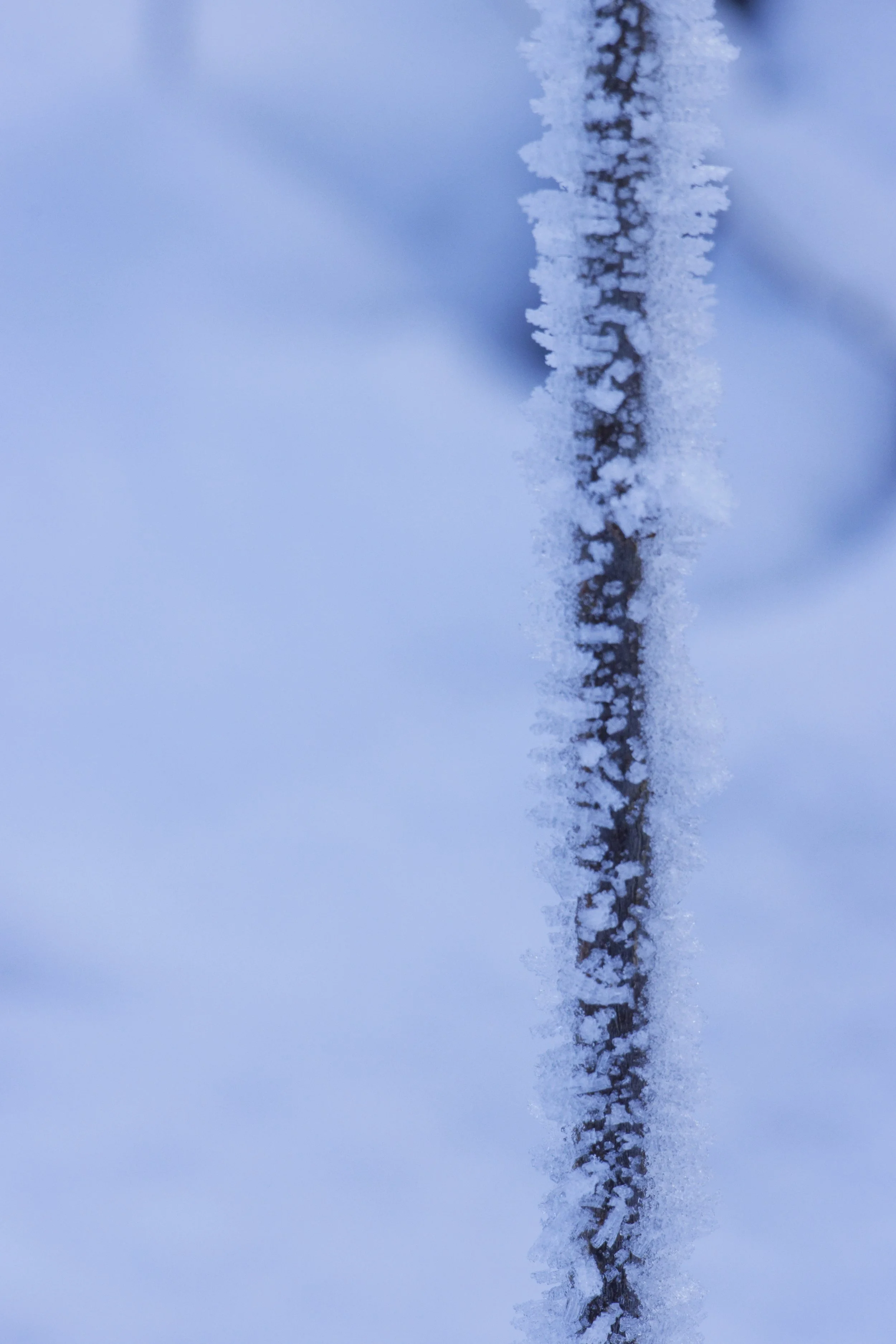 Close-up of a frost-covered tree branch in winter.