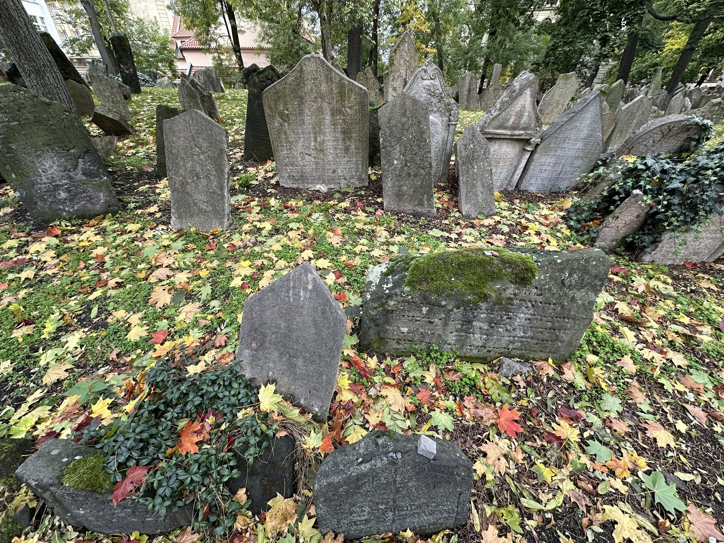 Old Jewish cemetery in Prague with tilted gravestones among fallen autumn leaves.