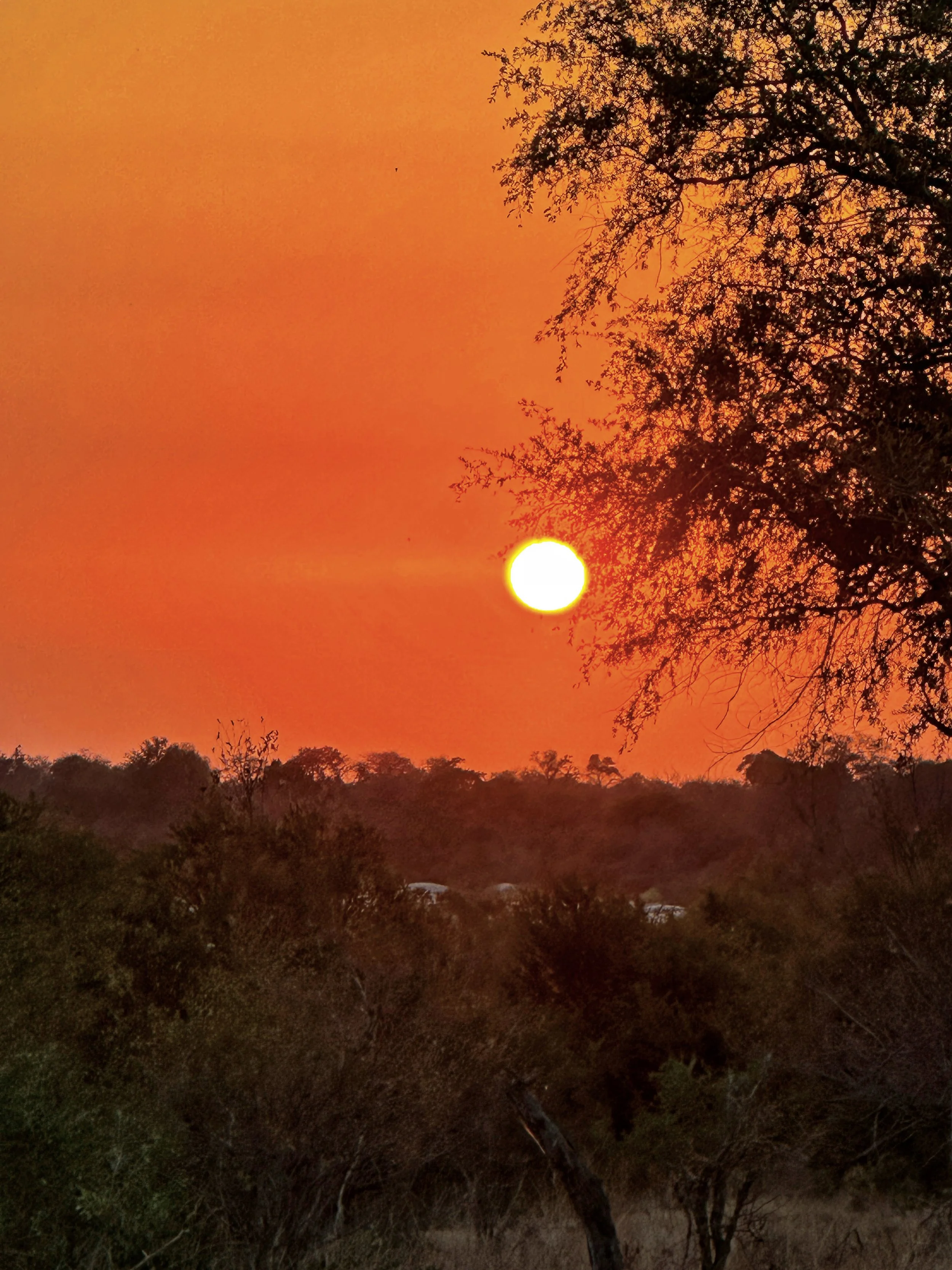 Sunset over South African bushland, trees silhouetted against an orange sky.