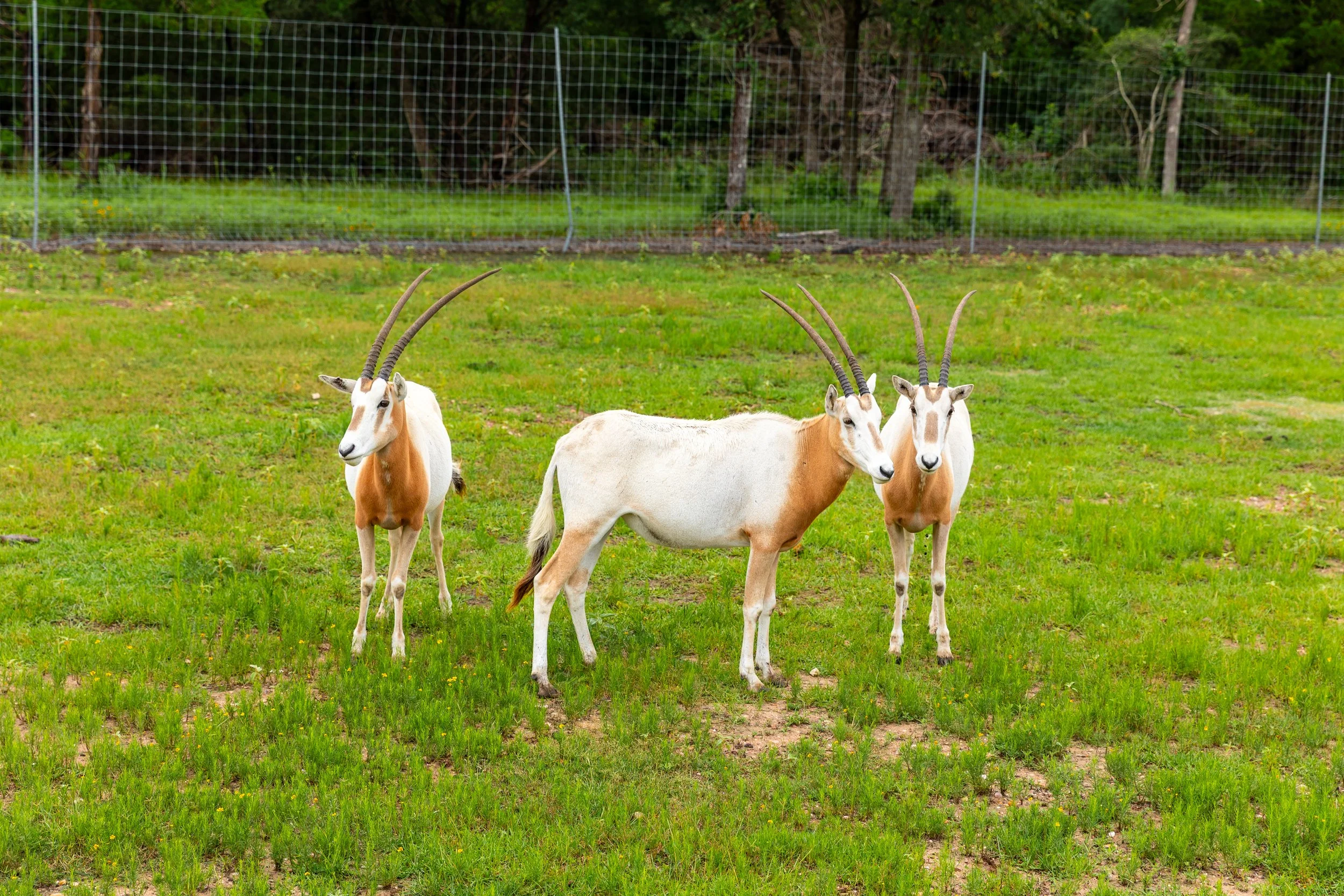 scimitar-oryx.jpg