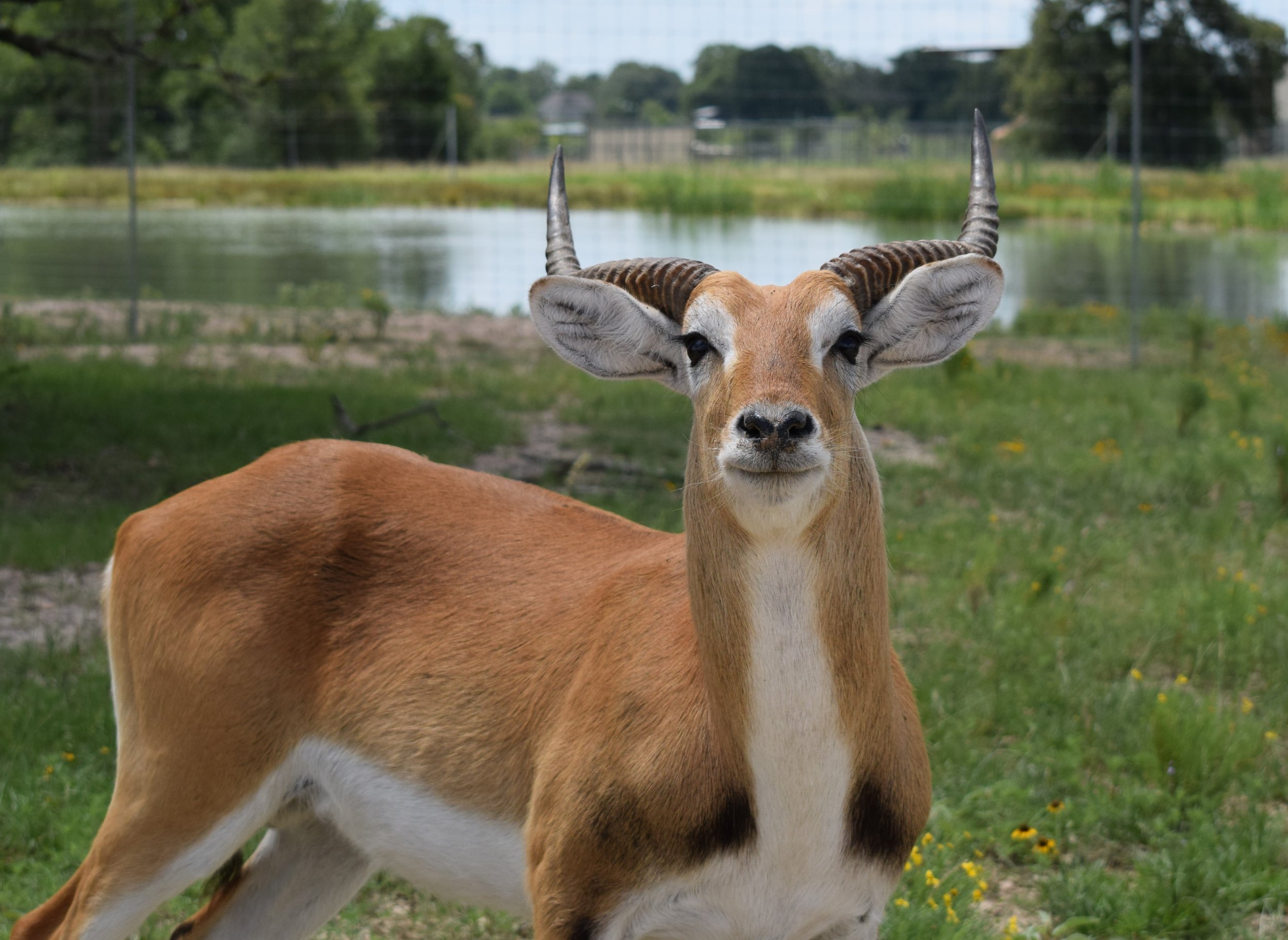 red_lechwe.jpg