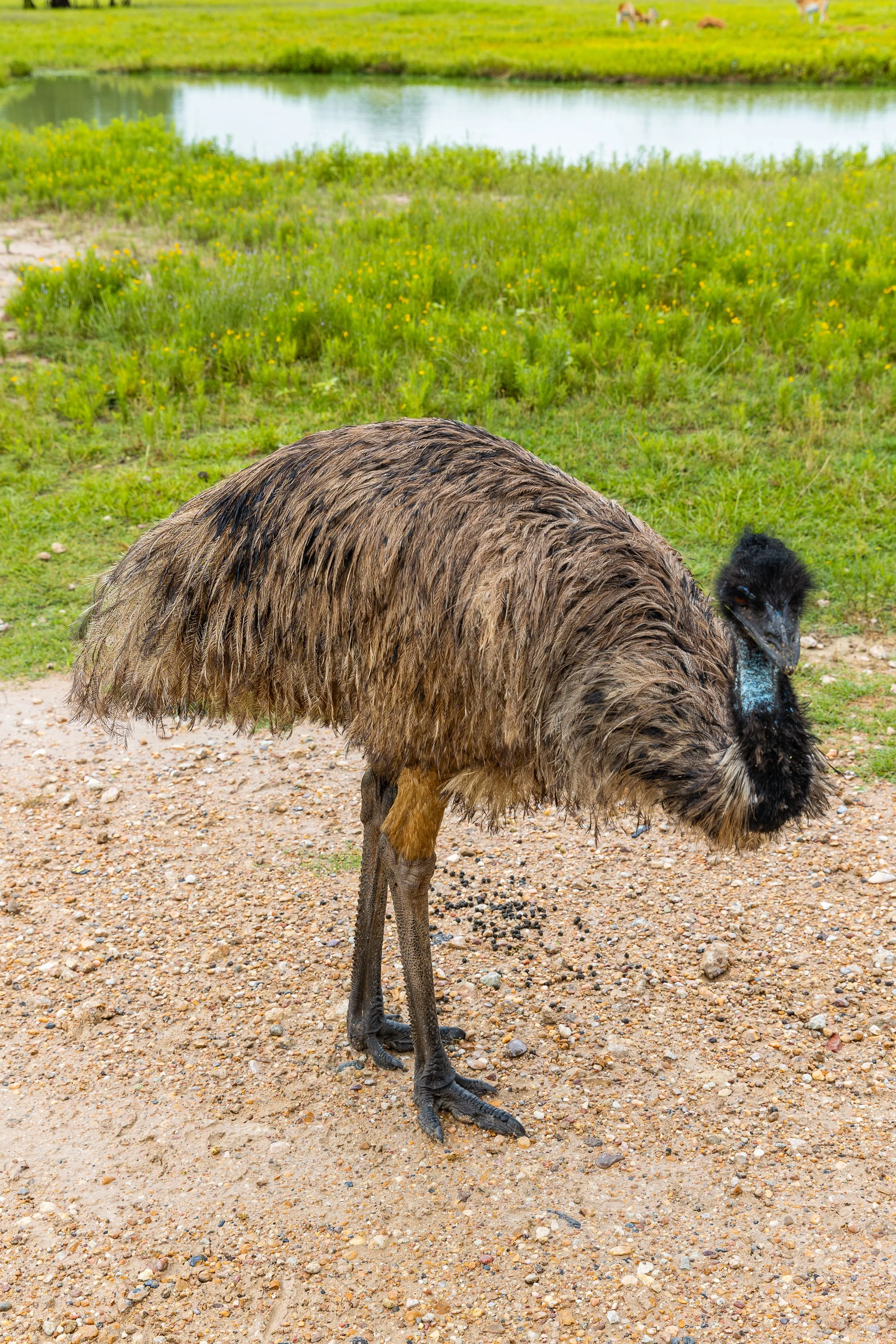 emu.jpg