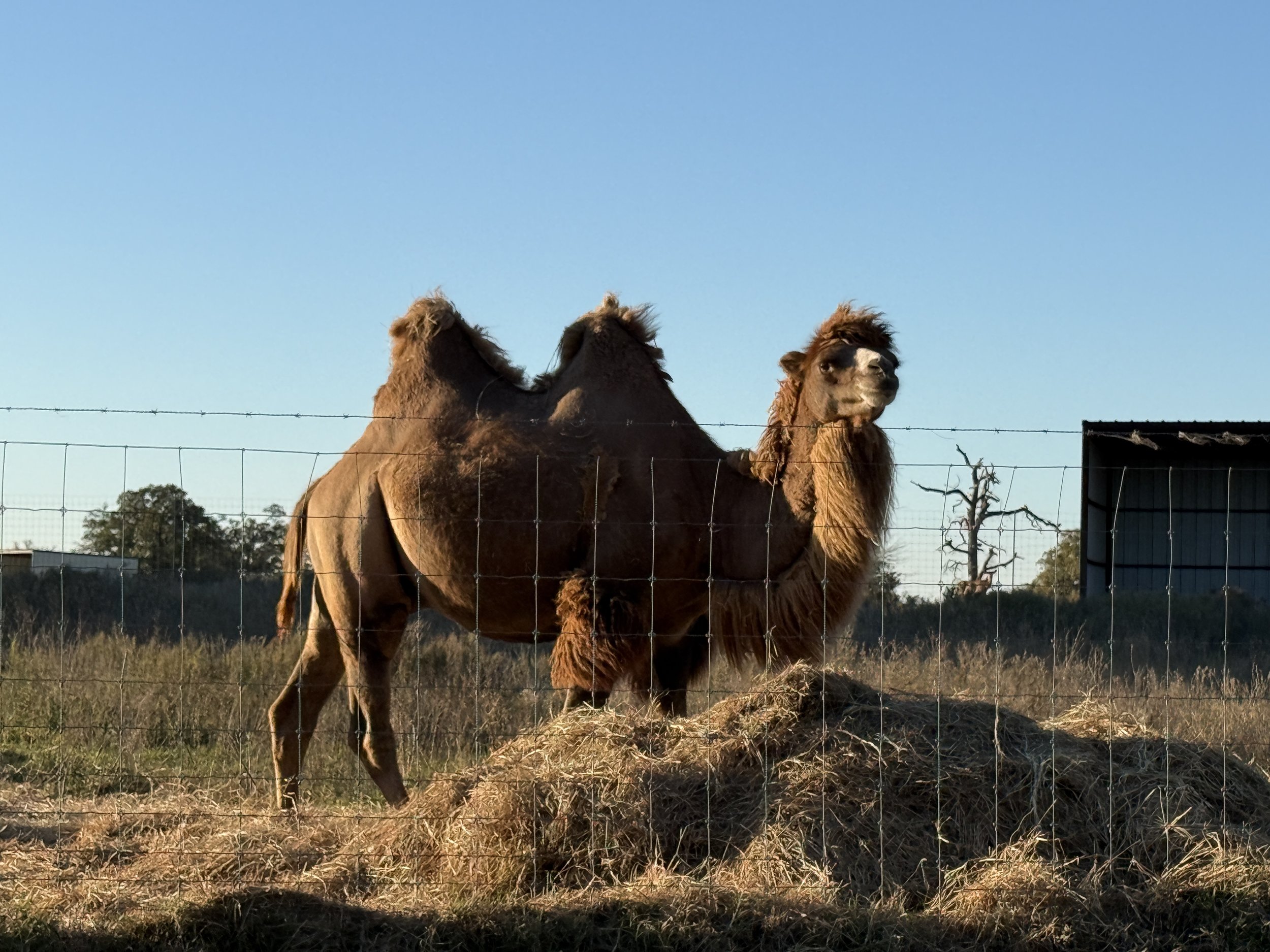 Bactrian Camel.JPG