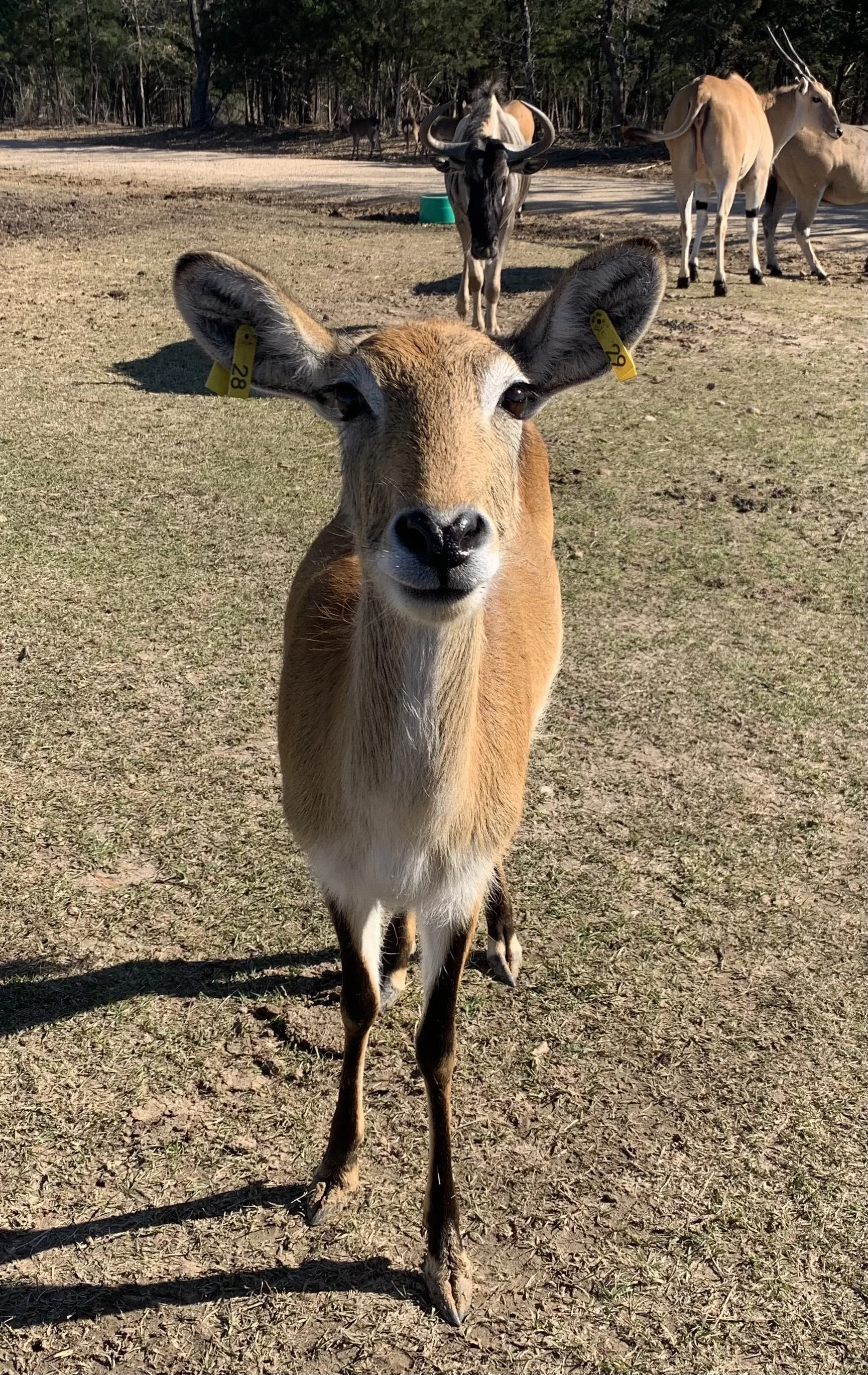 Red Lechwe - Female.jpg