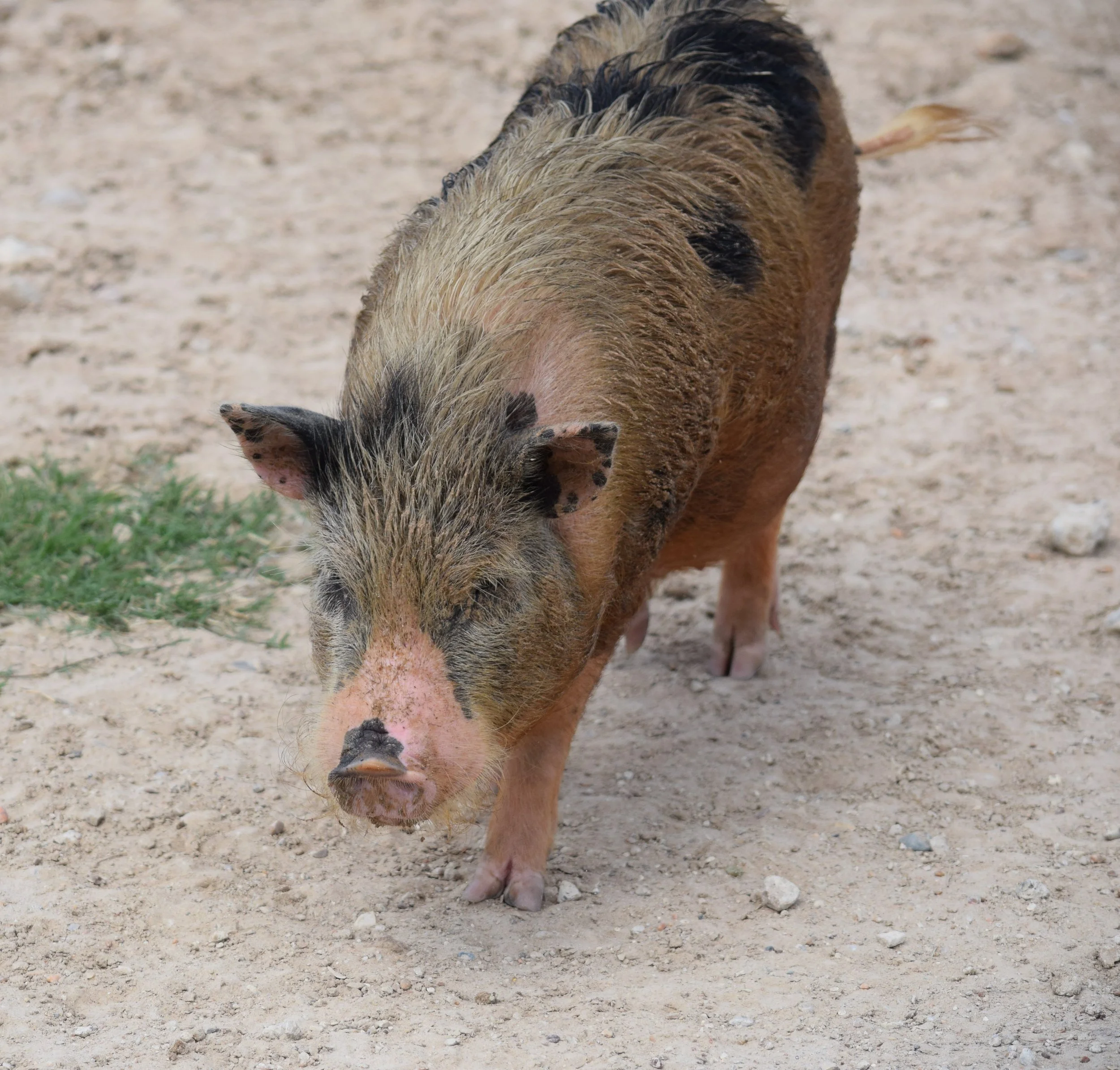 potbellied_pig_1.jpg