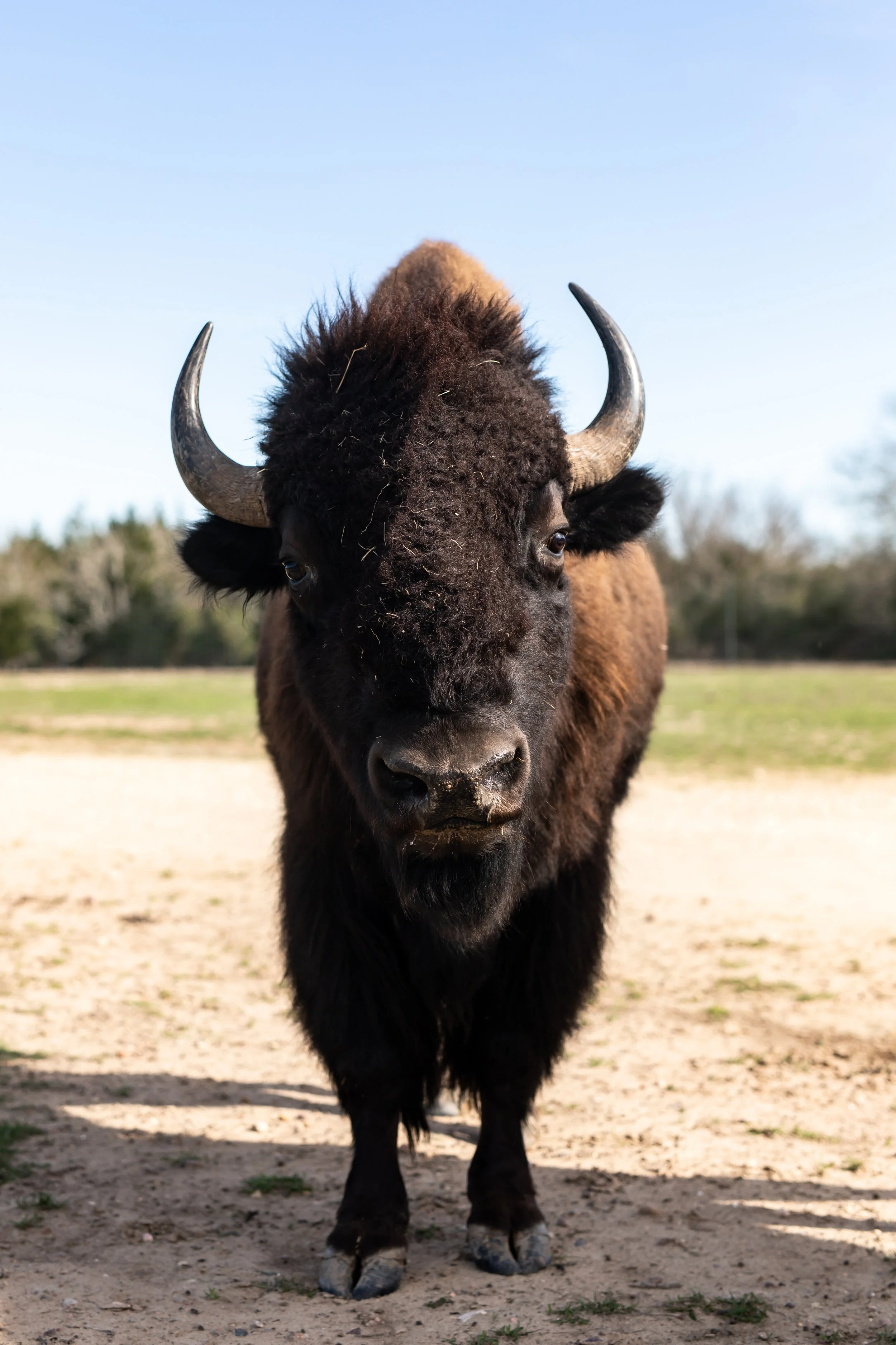 American Bison.jpg