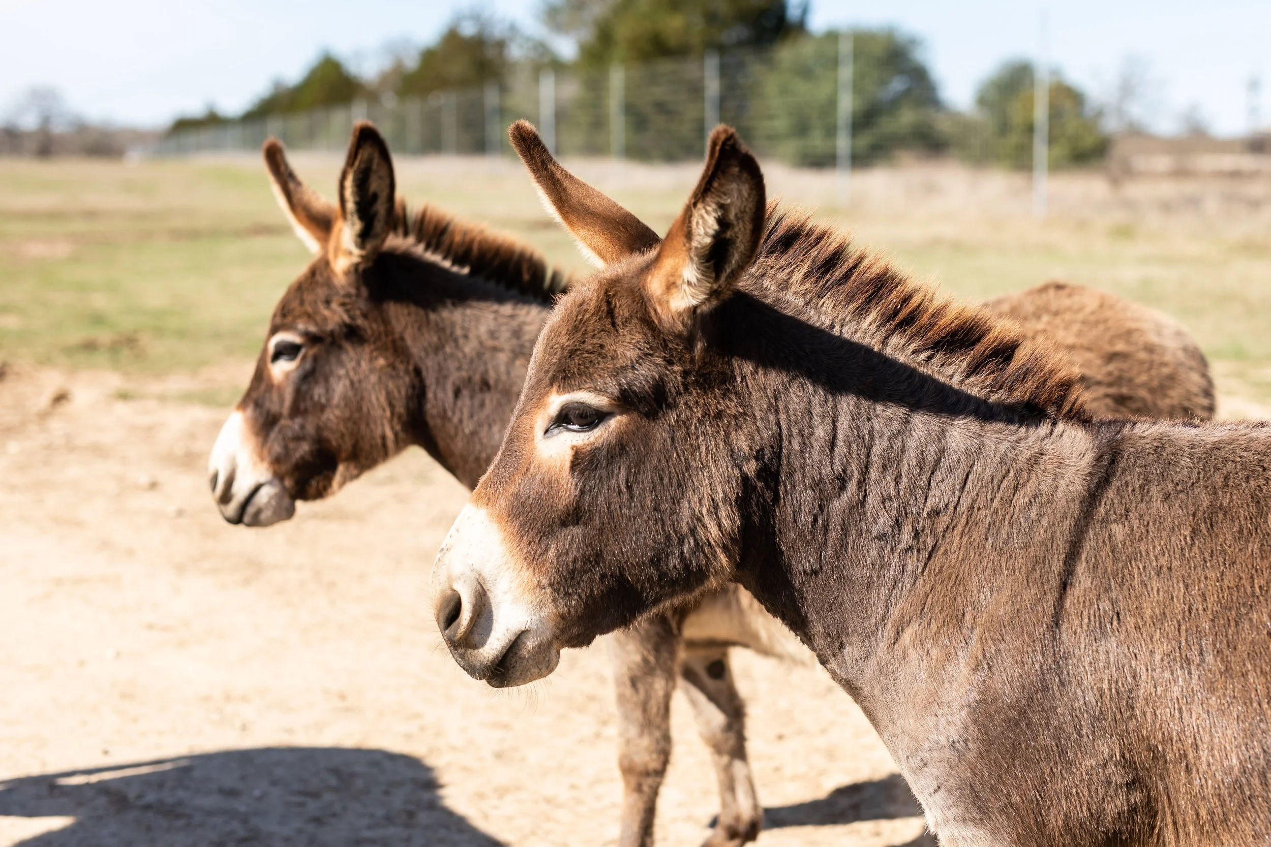 Miniature Donkey.jpg