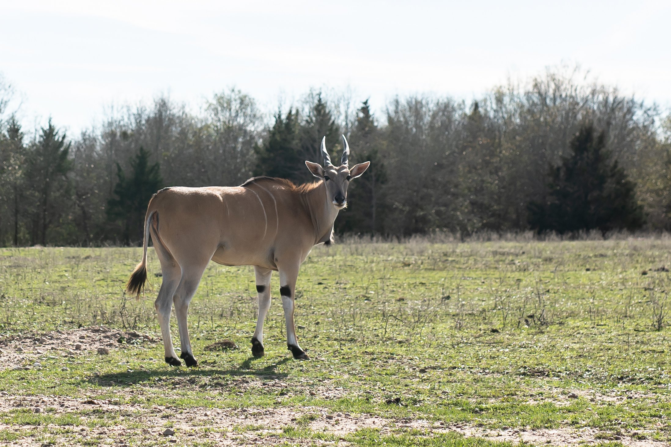 common_eland.jpg