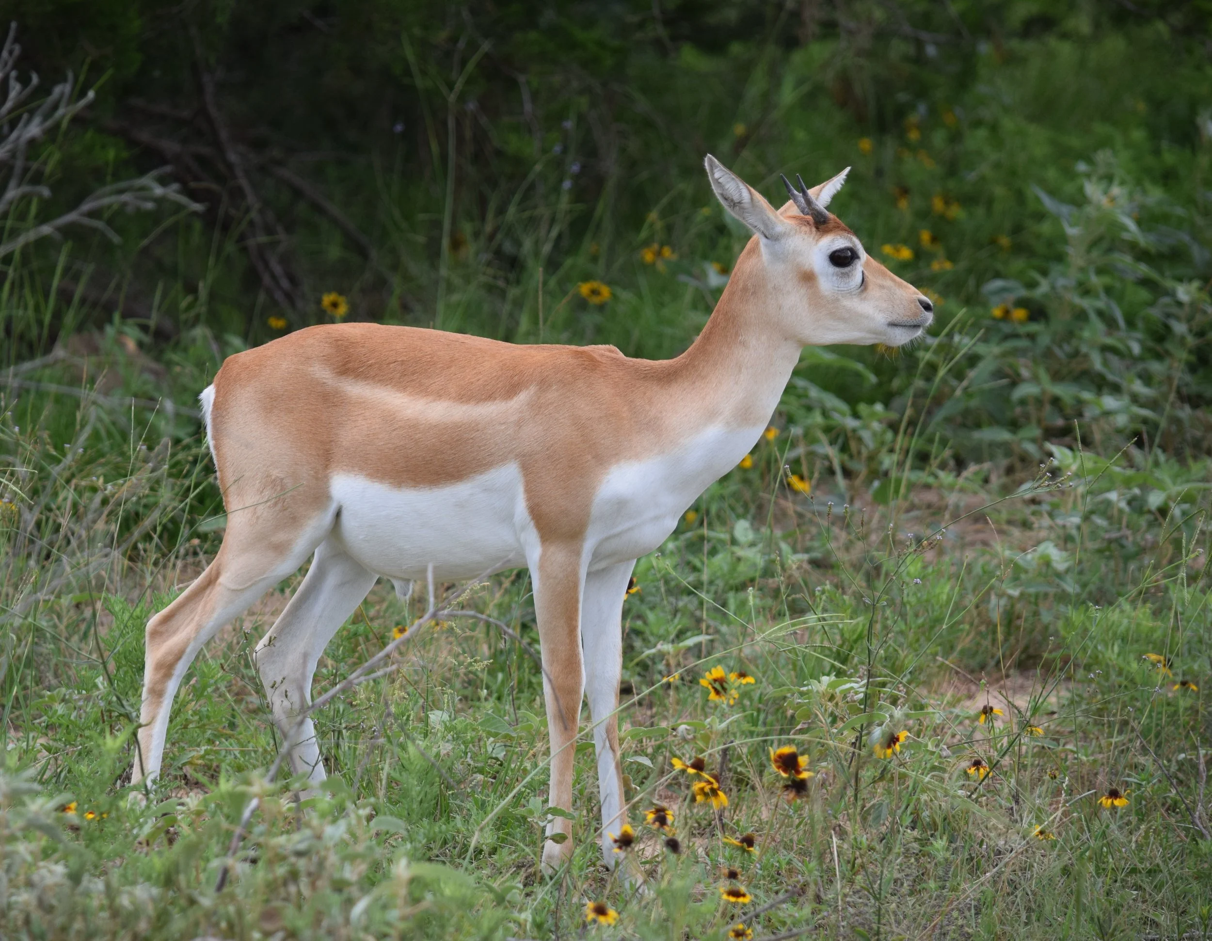 blackbuck1.jpg