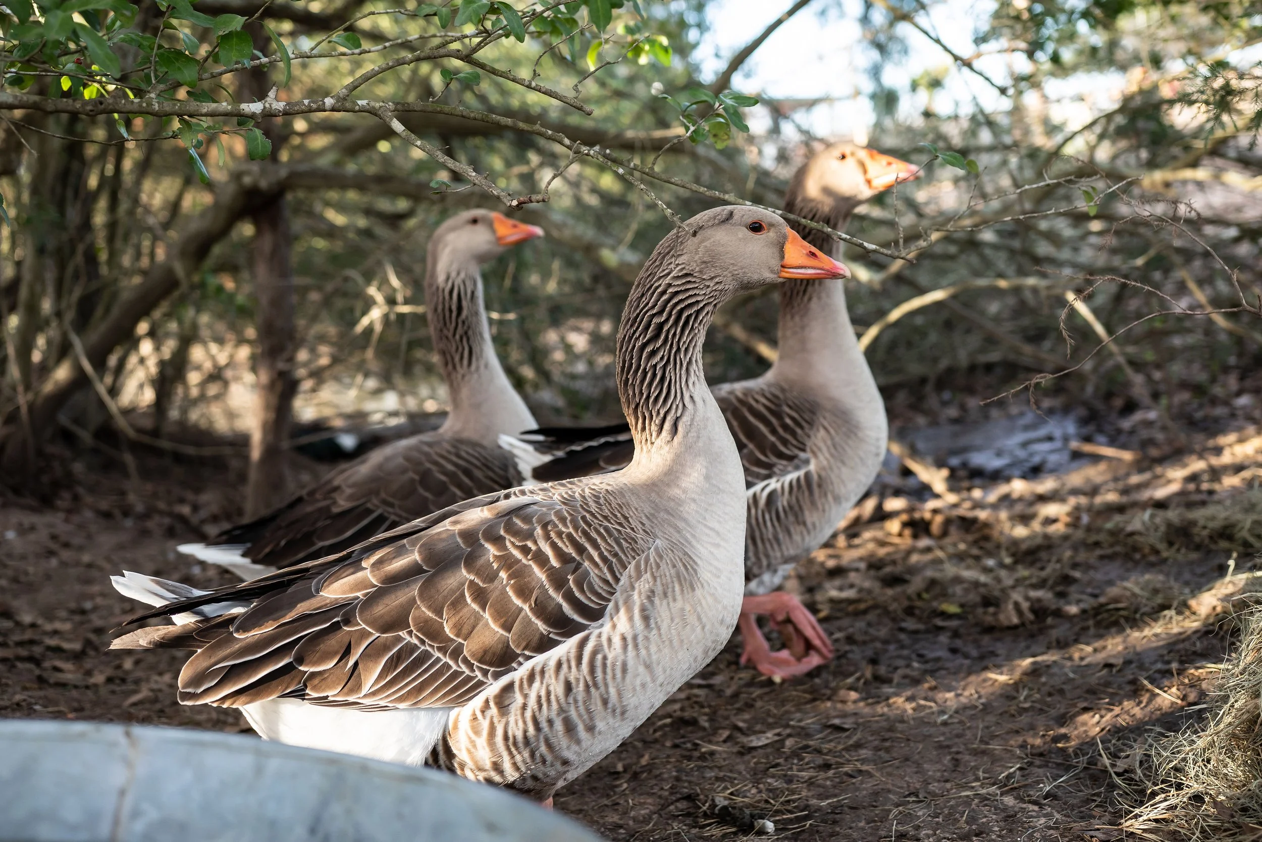 Greylag Goose.jpg