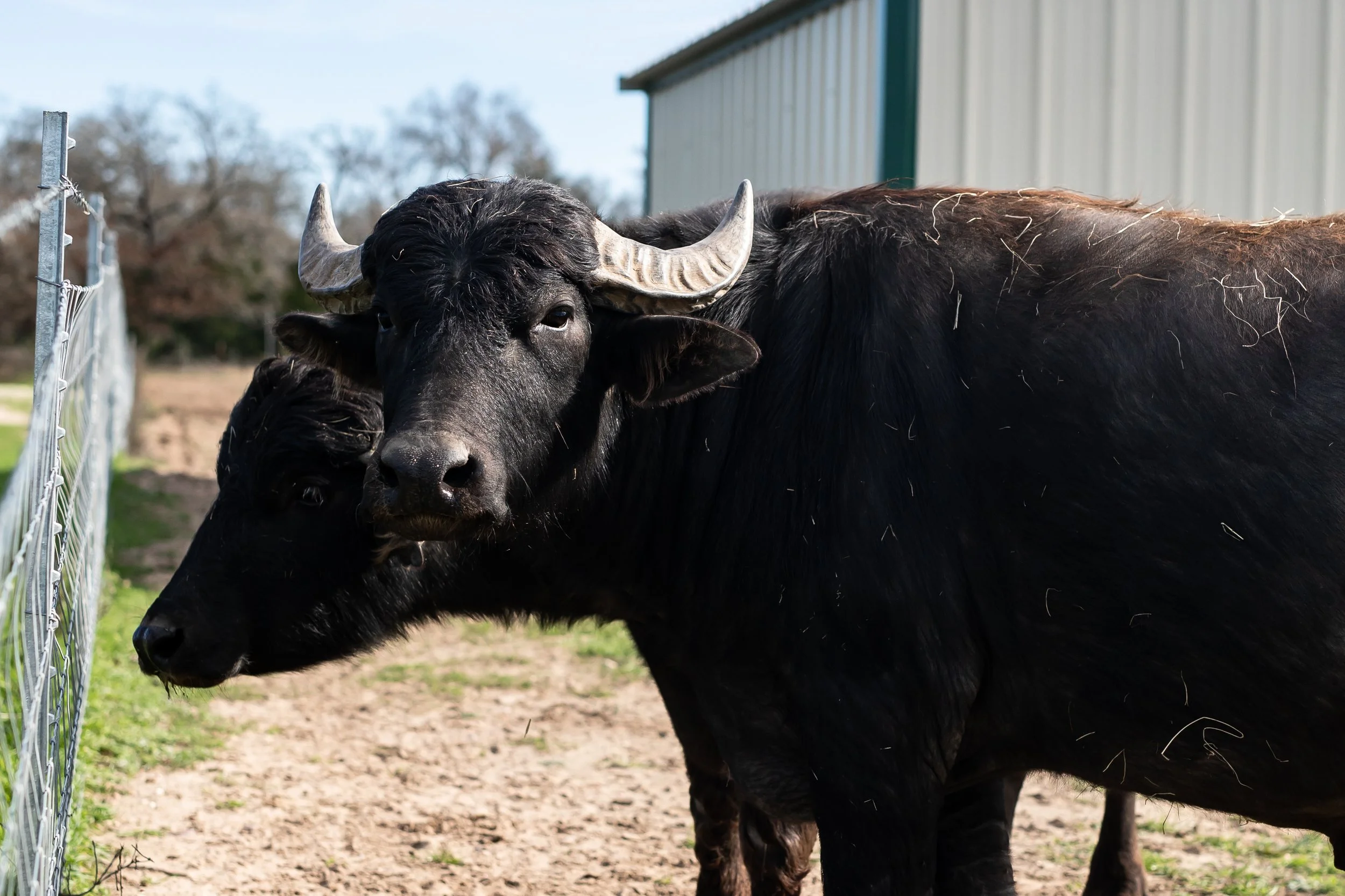 Two black buffalo standing near a chain-link fence outside a building with a metal wall.