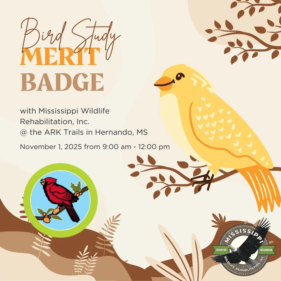 ποΈ Last Chance to Sign Up! ποΈ
Don’t miss the Bird Study Merit Badge Workshop happening this Saturday, November 1, at ARK Trails in Hernando!
Scouts will explore the outdoors, learn to identify birds by sight and sound, and complete requireme