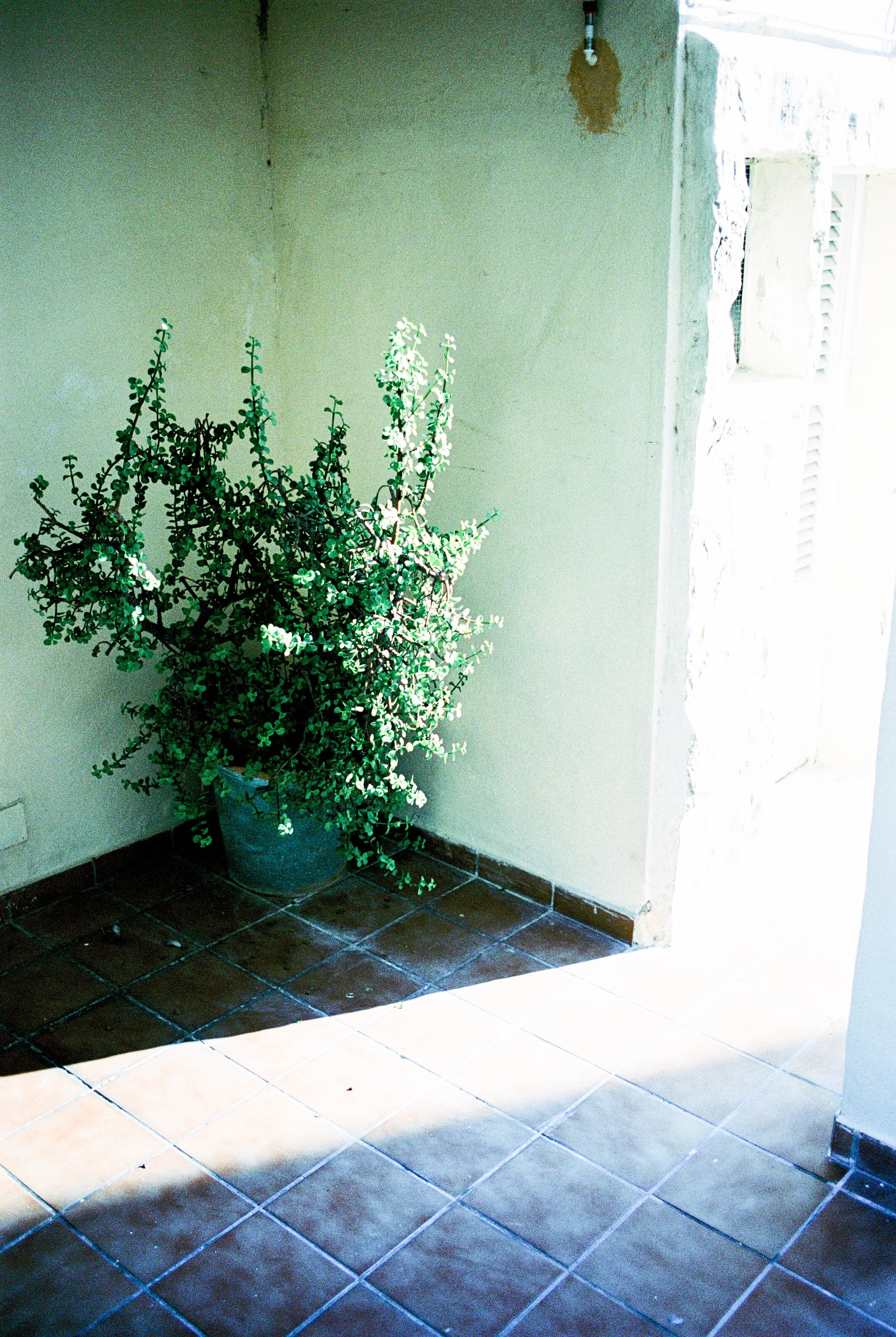 Blumentopf mit grünem, blühendem Strauch in einem Raum mit gemustertem Fliesenboden und hellgrüner Wand. Verbesserte Beleuchtung durch natürliches Licht.