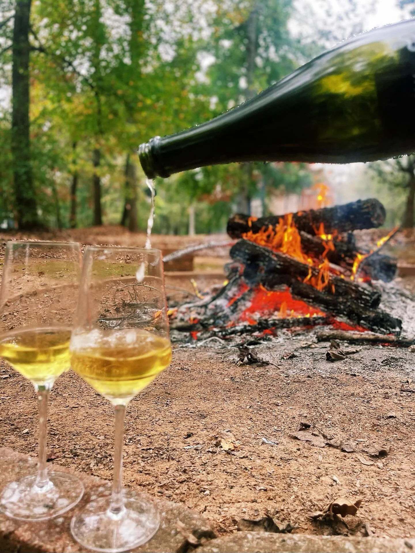 The leaves are falling, football games are on, nights are chilly, and we have just the thing: fireside wine! We have several selections perfect for sitting next to a toasty fire or for curling up inside with a cozy blanket! (P.S. fire or blanket asid