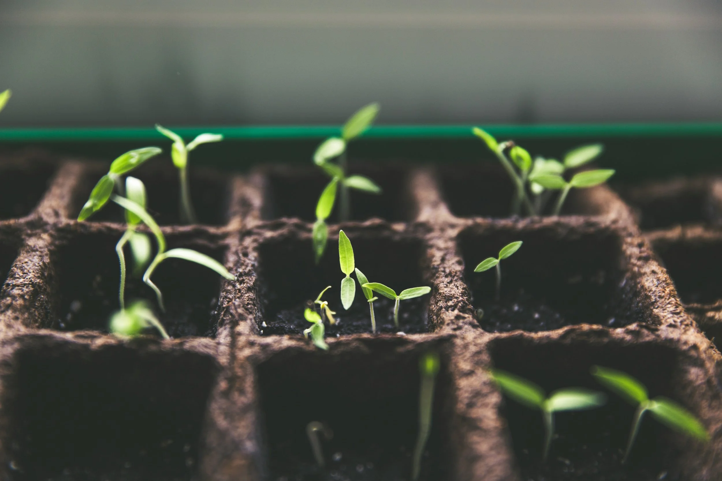 Learning & Growth