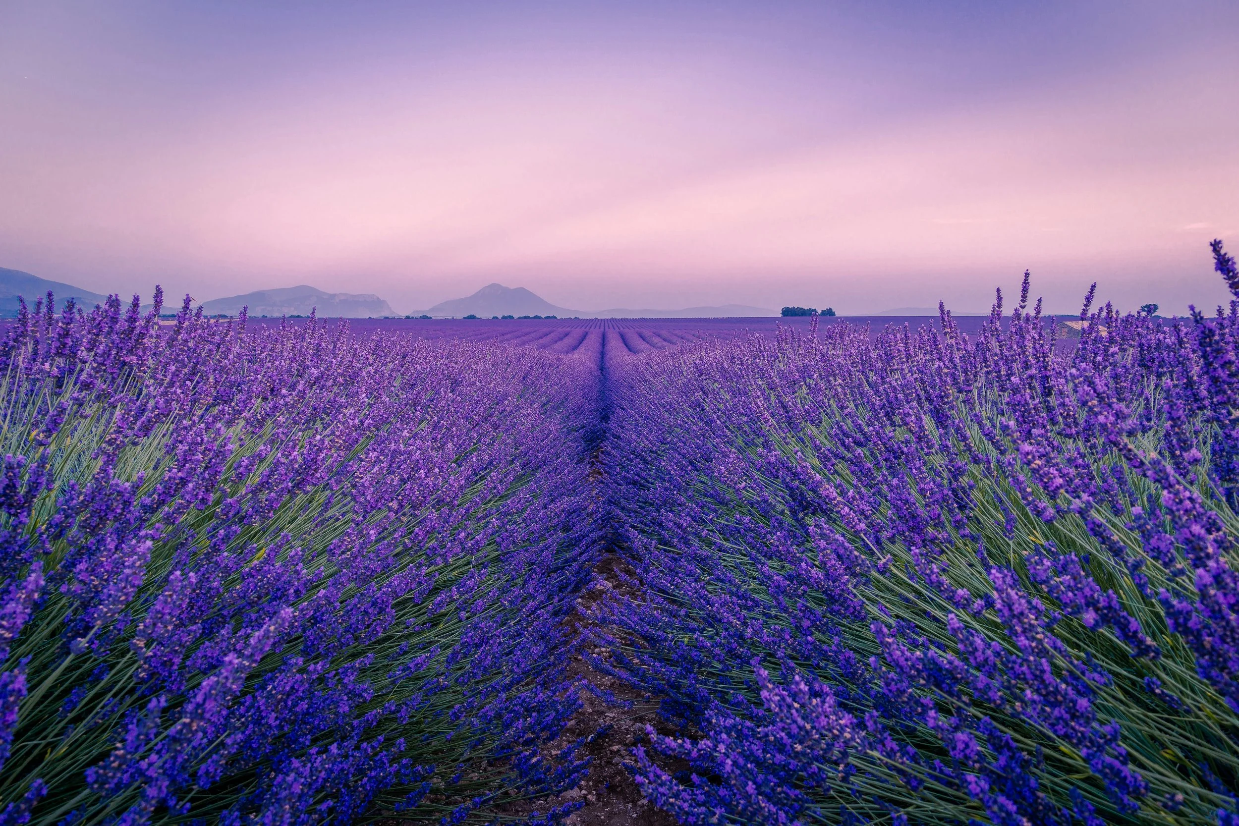 Mindfulness and Wellbeing
