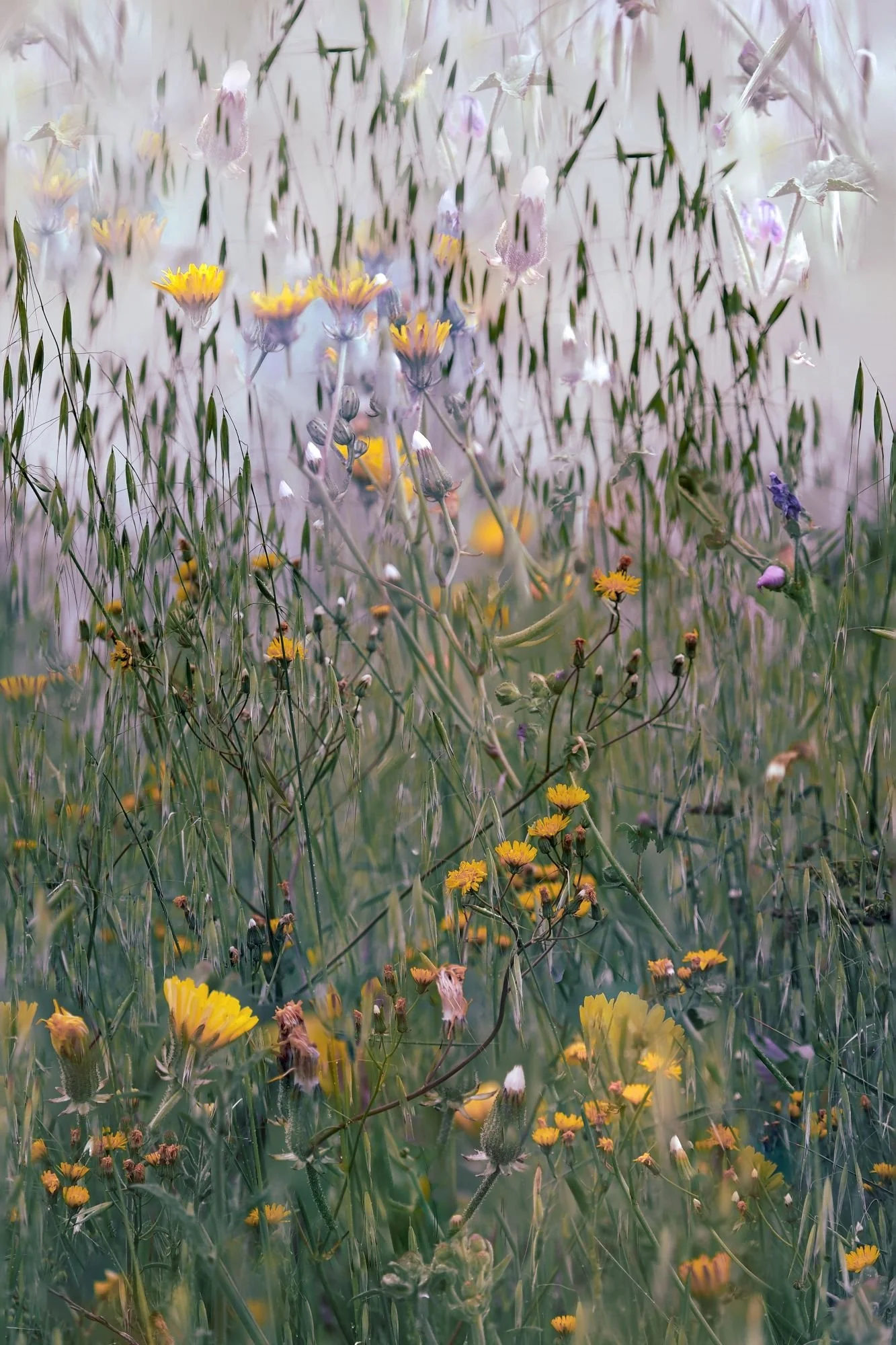 Primer plano artístico de un prado o campo de hierbas altas y flores silvestres amarillas (posiblemente dientes de león o similar) con un tratamiento de luz suave y etéreo. La imagen utiliza un efecto de superposición o multiexposición sutil que crea