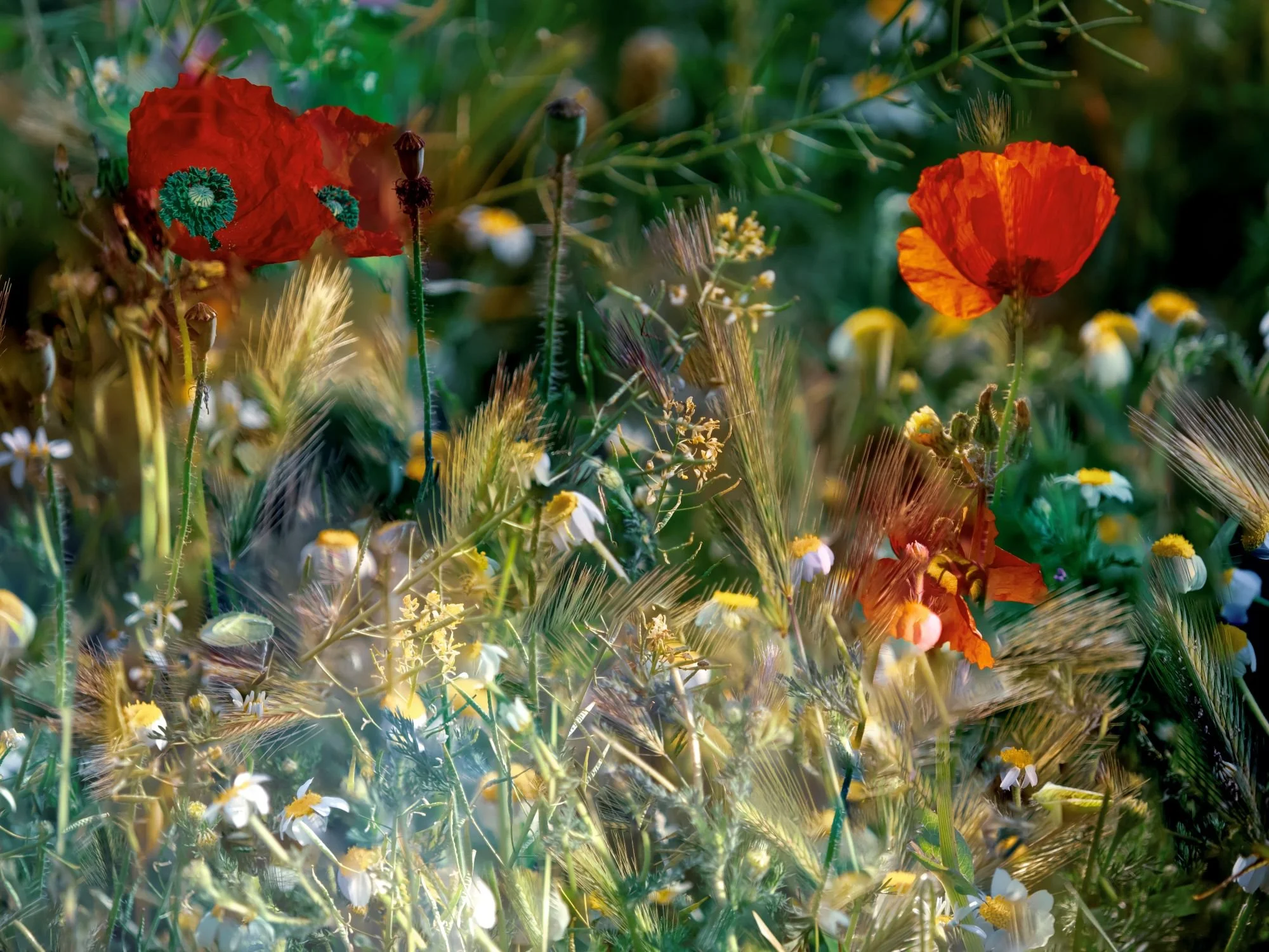 Primer plano detallado de un vibrante campo de flores silvestres dominado por el contraste del rojo intenso de las amapolas (Papaver). Las amapolas se alzan sobre una densa mezcla de espigas de trigo o gramíneas doradas y delicadas margaritas blancas