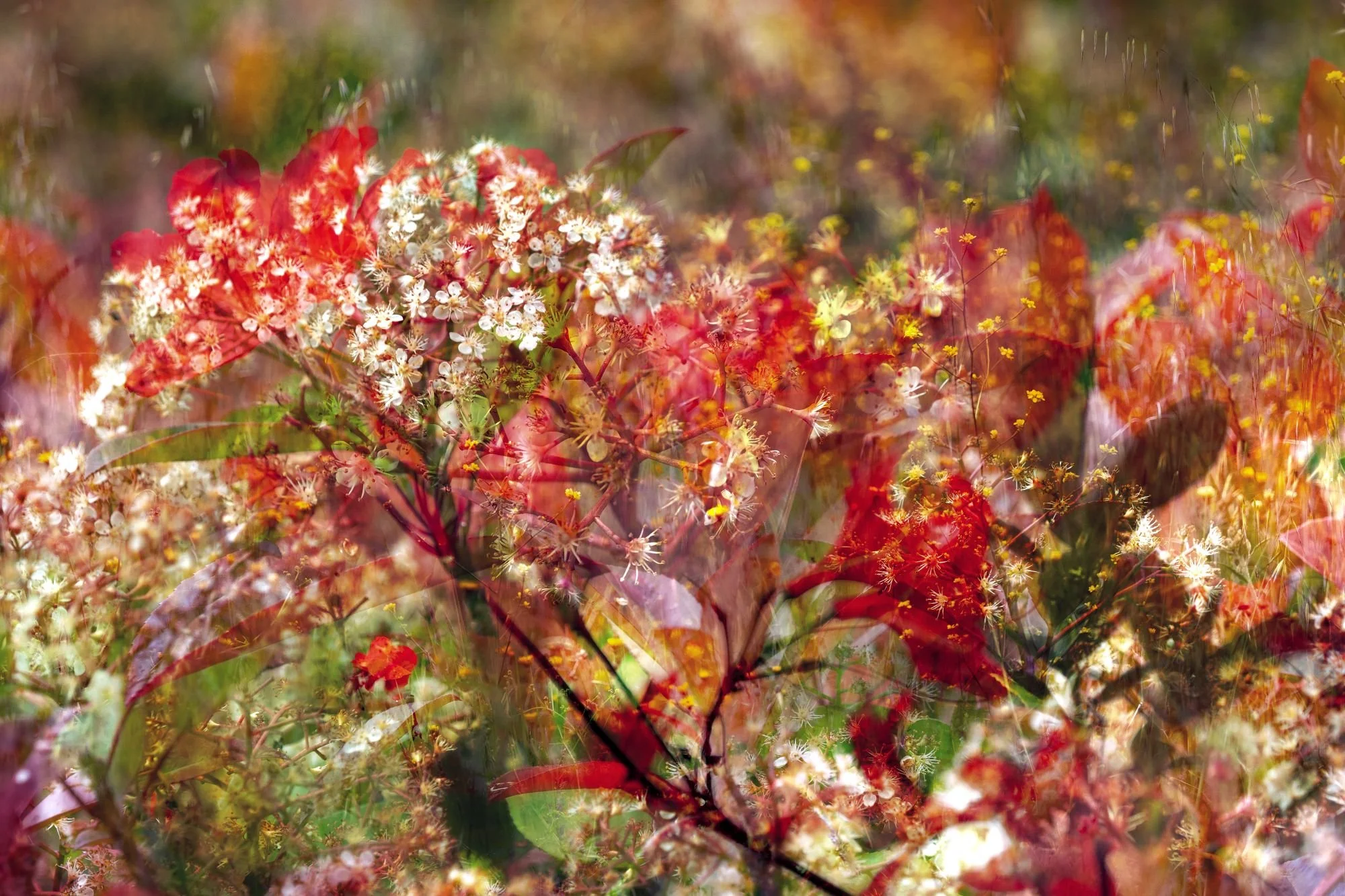 Primer plano abstracto de flores rojas y racimos blancos con intensa doble exposición. Tonos carmesí, amarillo y verde.
