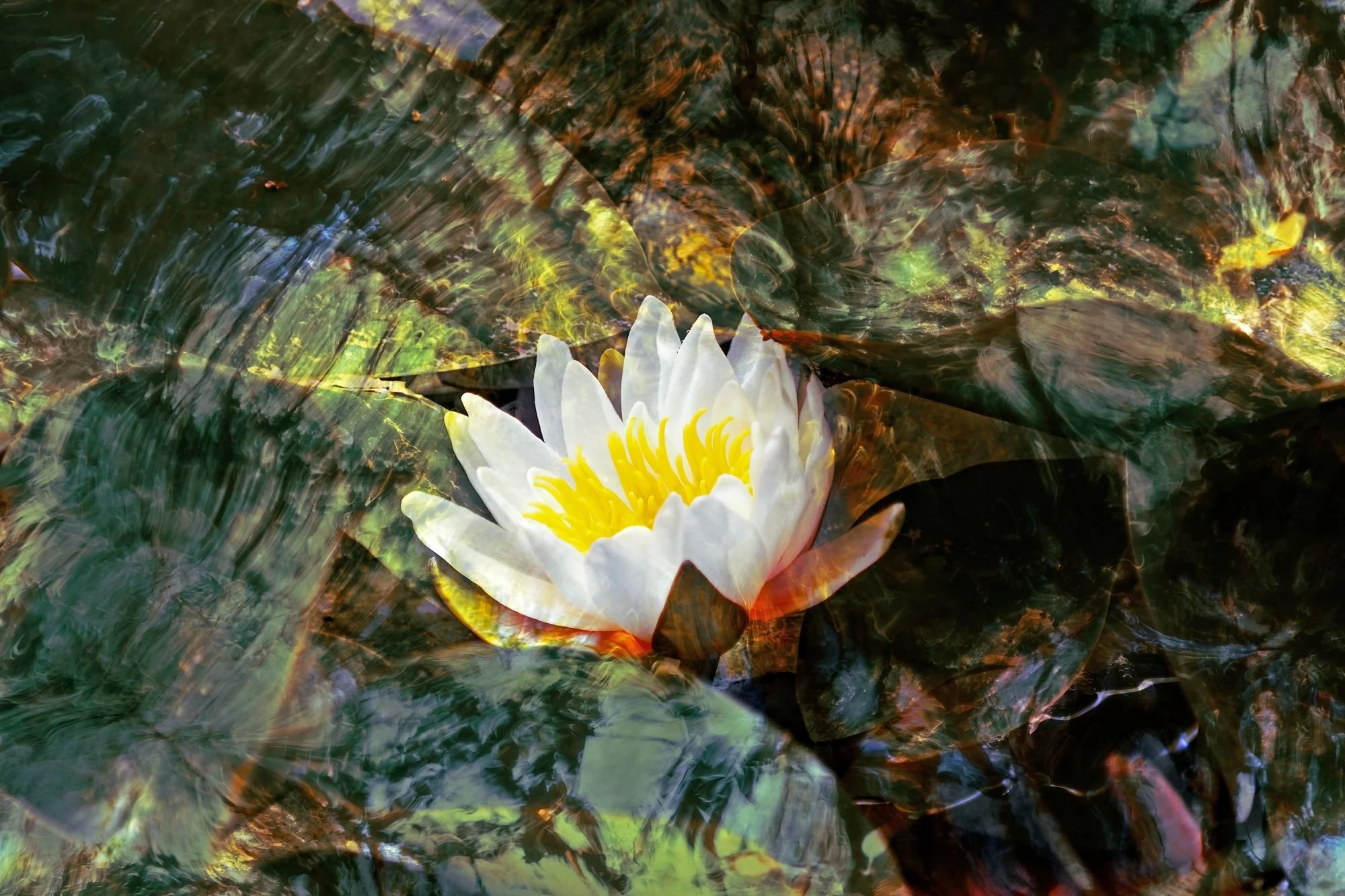 Captura artística de un hermoso lirio de agua (Nymphaea) flotando sobre un estanque. La flor, con sus pétalos blancos puros y un centro de un amarillo vibrante, se destaca intensamente sobre el fondo acuático. La imagen presenta un efecto visual de d