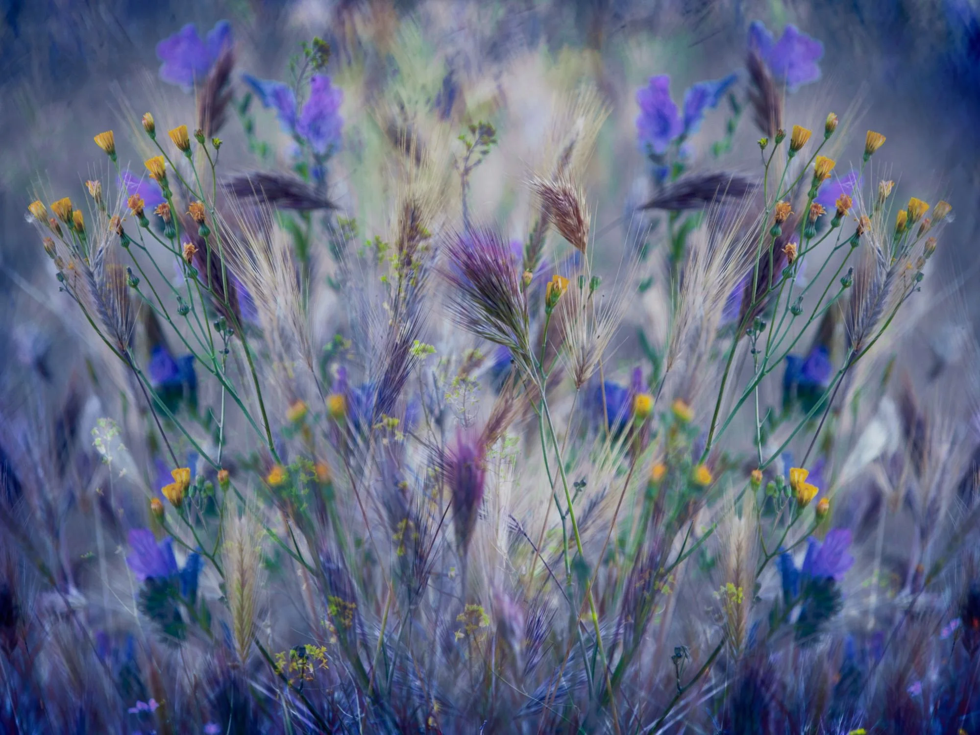 Composición simétrica de flores silvestres azules y moradas con espigas. Efecto espejo y tonos fríos oníricos.