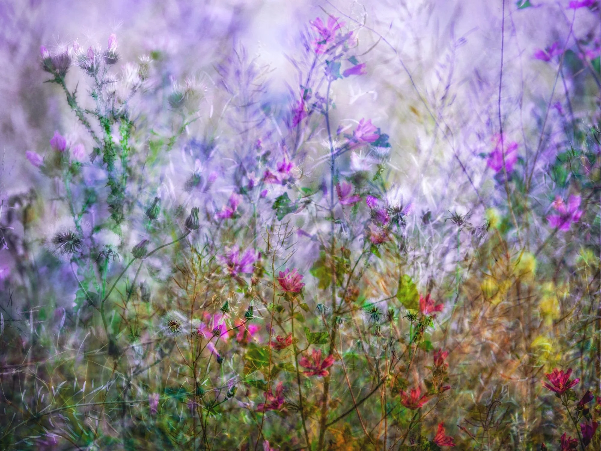 2 Mauve Silence.jpg