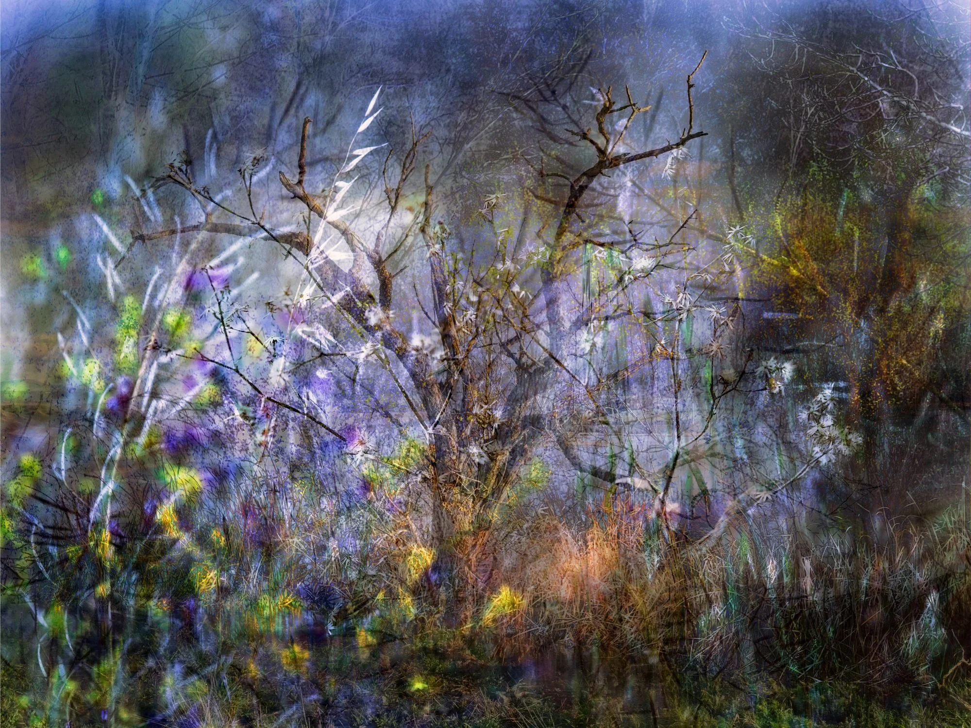 Tree in the upper part of the Burujon canyons copia.jpg