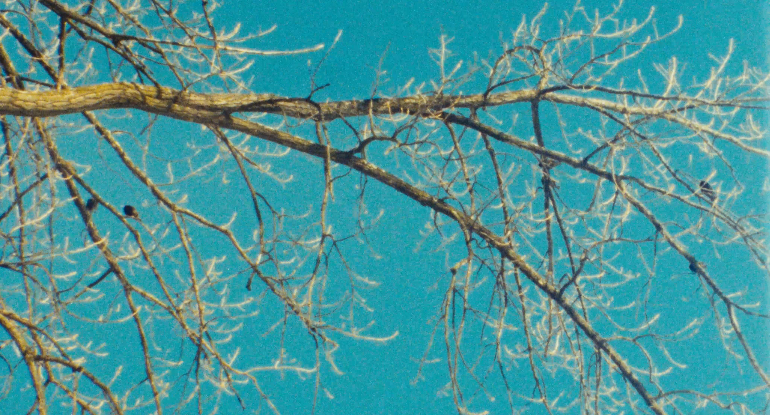Birds on tree branches.