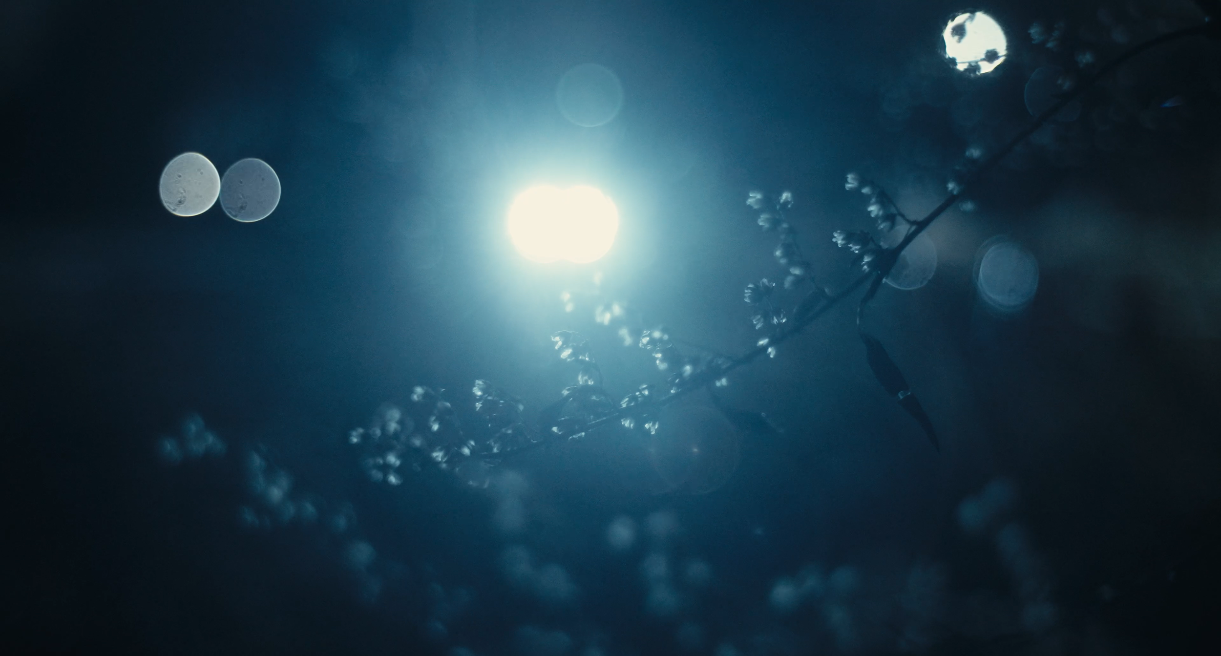 A branch backlit by a car's headlights.