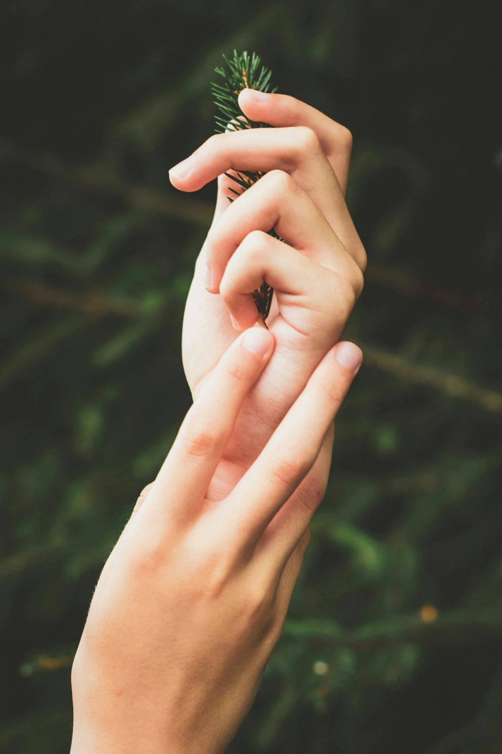 Two hands gently holding a small sprig of evergreen tree branch against a blurred dark green background.