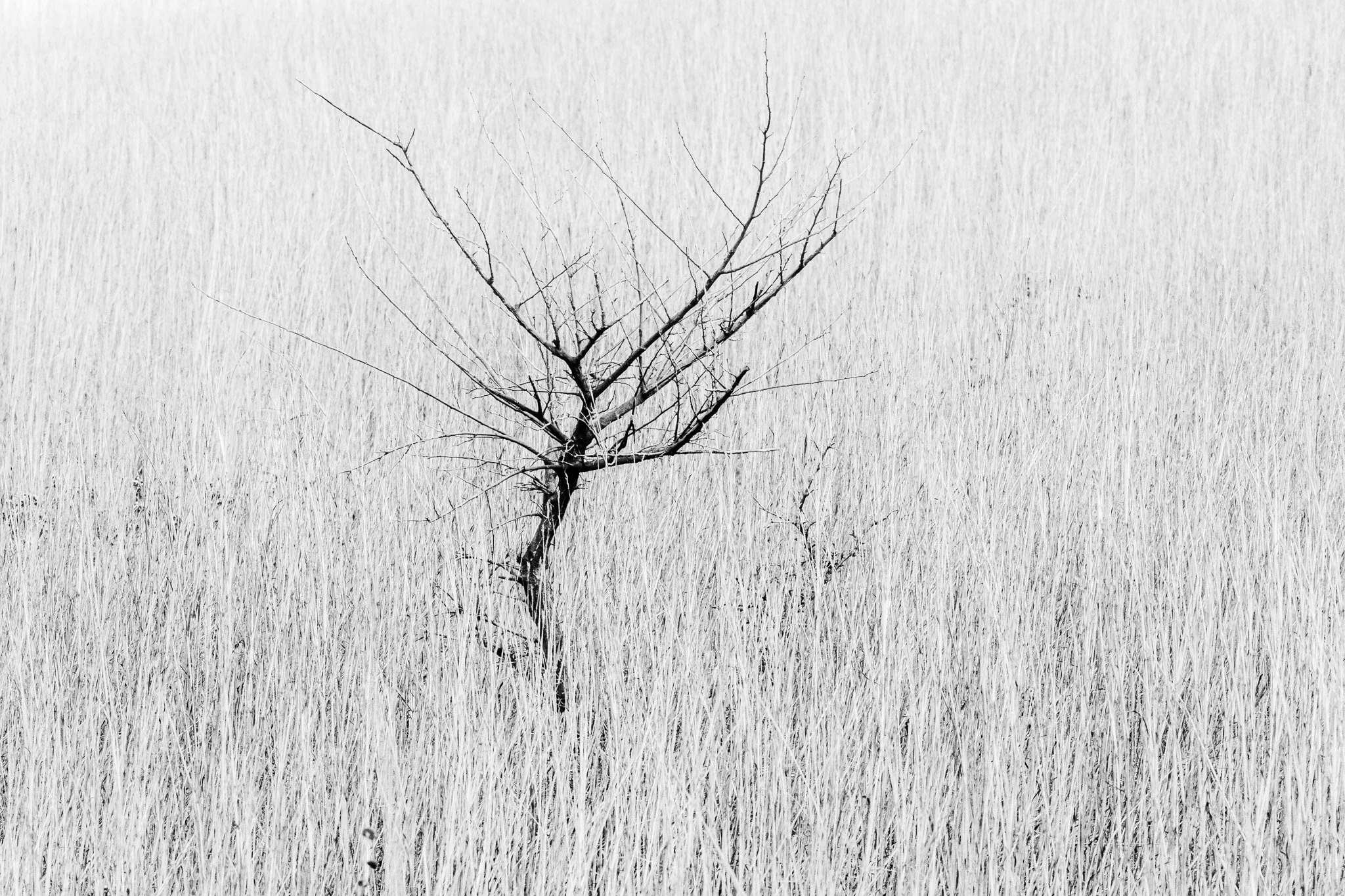 Barren Tree in Grass, Nebraska
