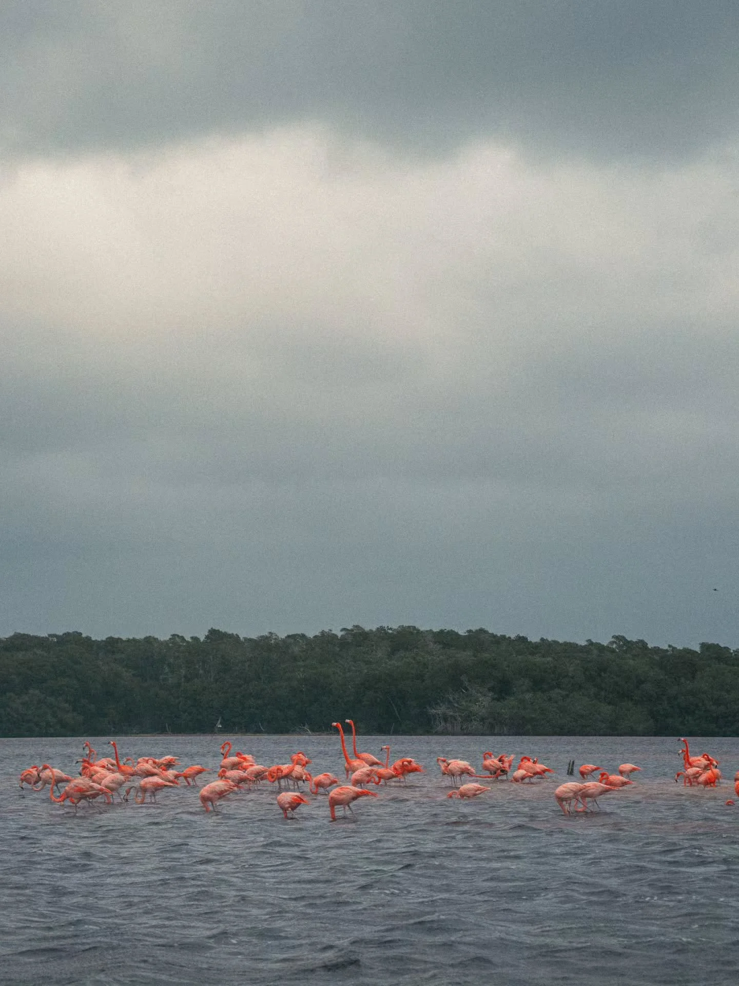 Los flamencos son rosados por que comen camarones, algo as&iacute; nos cont&oacute; el barquero.