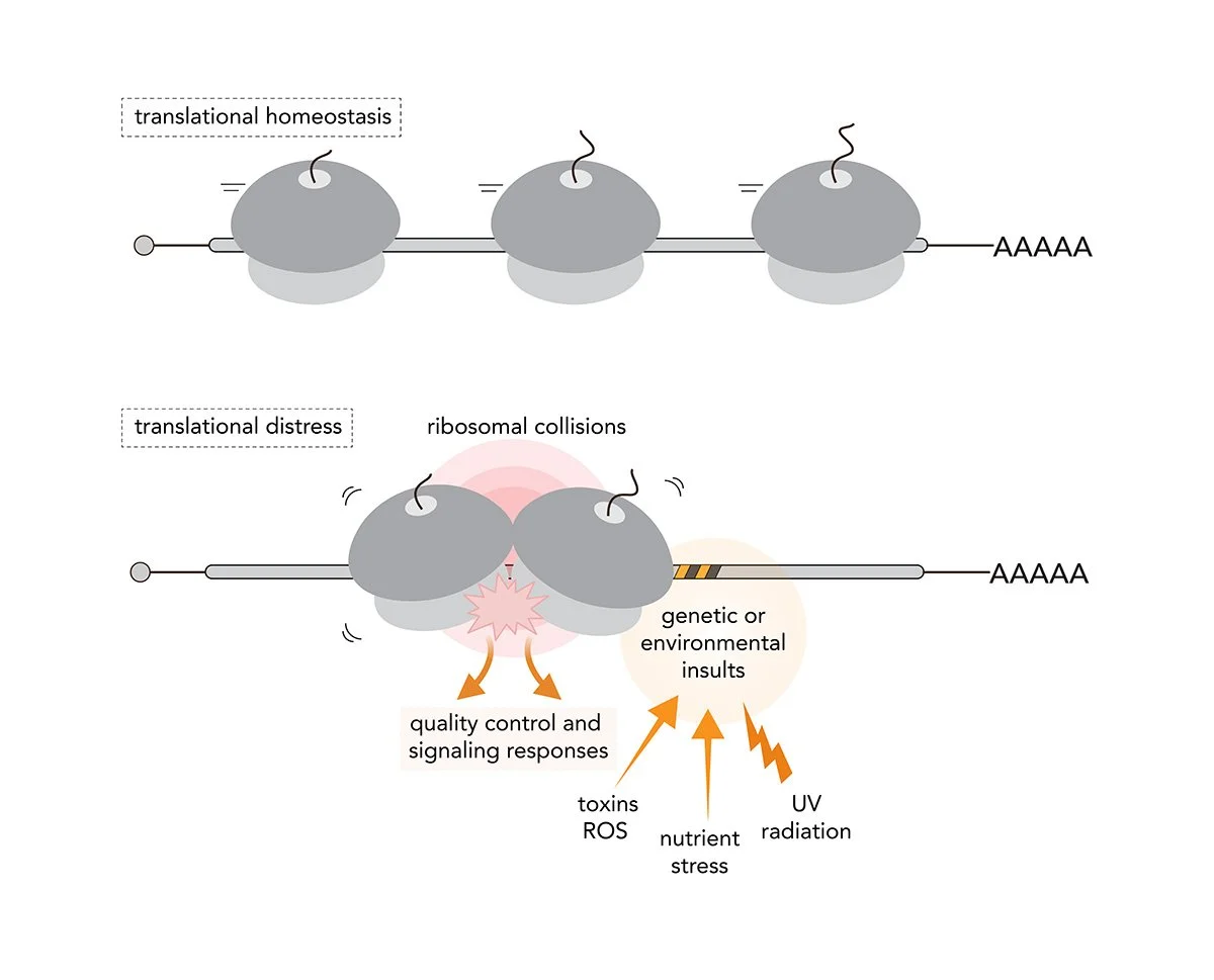 Elongation distress is a key trigger for regulation