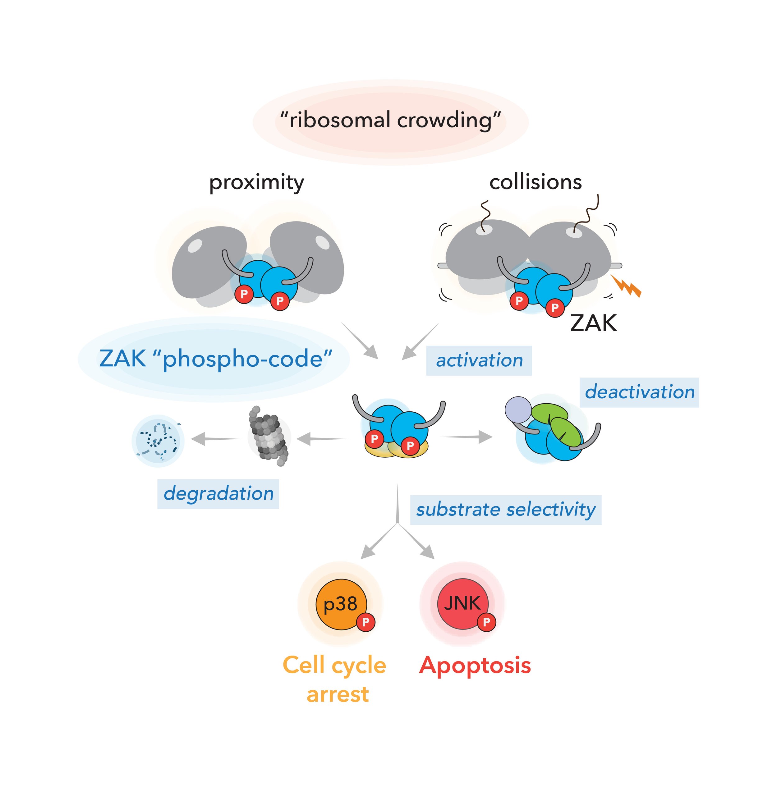 Mechanisms regulating ZAK activity in cells