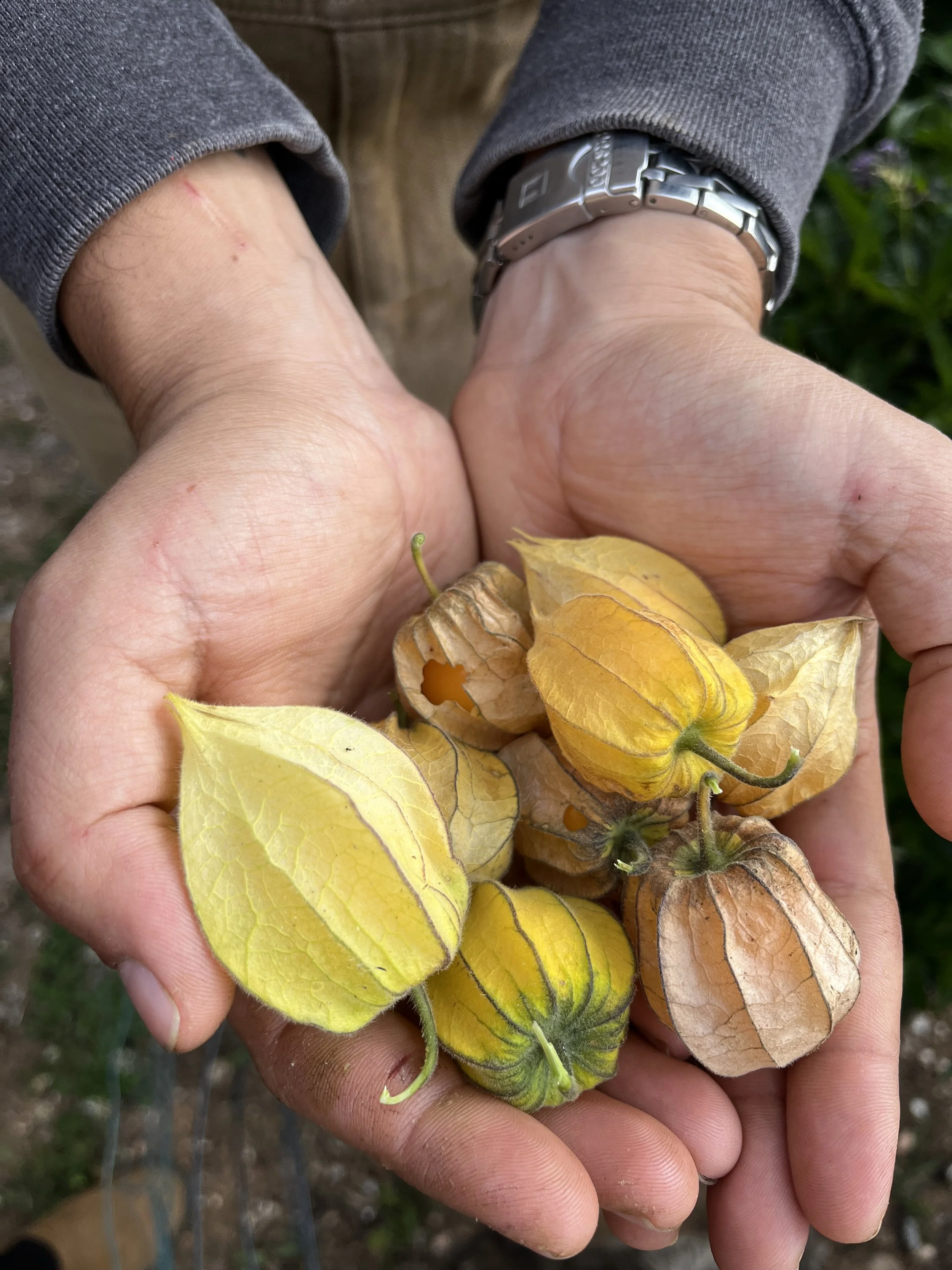 Manos sosteniendo físicas de tomates en diferentes etapas de madurez, con piel amarilla y marrón, en un entorno rural.