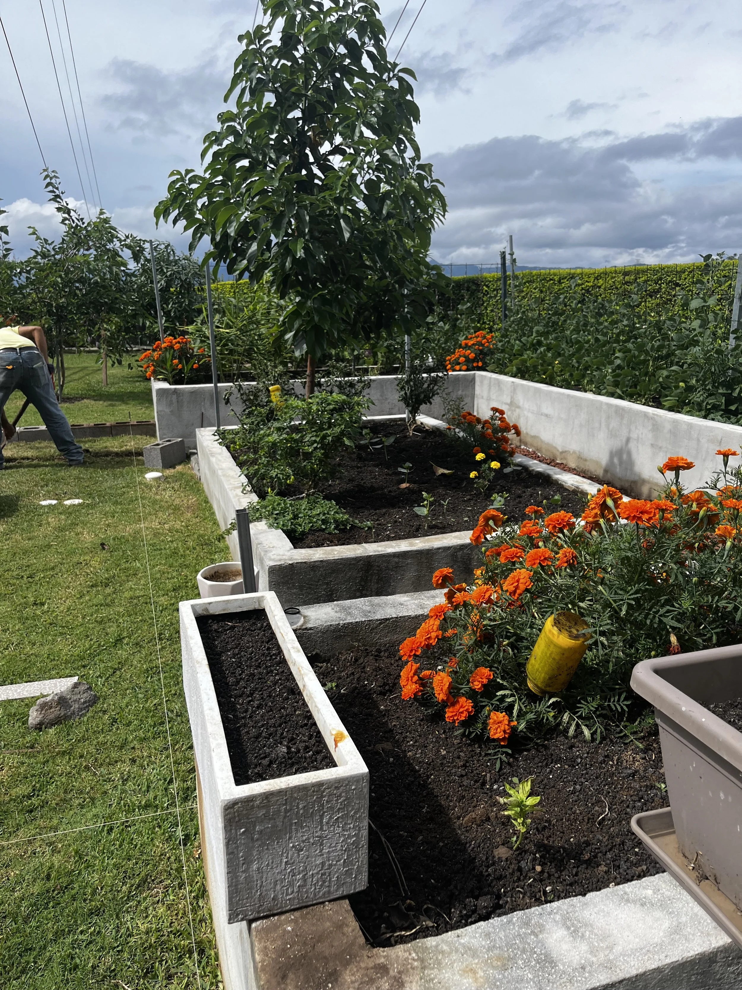Jardín con flores anaranjadas y plantas jóvenes, incluyendo un árbol grande en un macetero y un área de tierra preparada para sembrar.