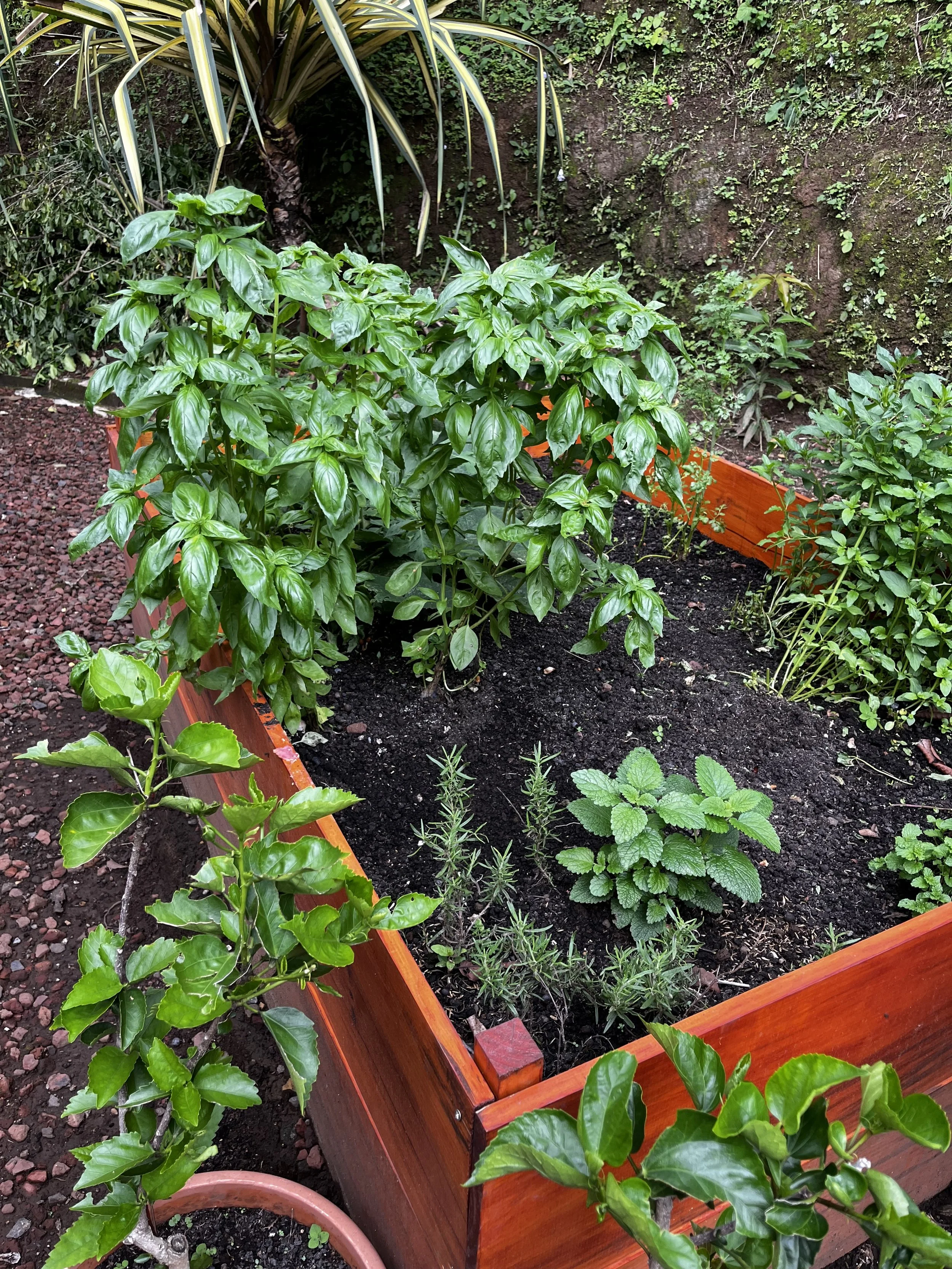 Una jardinera de madera con varias plantas verdes, incluyendo albahaca, romero y otra planta con hojas grandes, en un jardín con suelo de piedra y plantas de fondo.