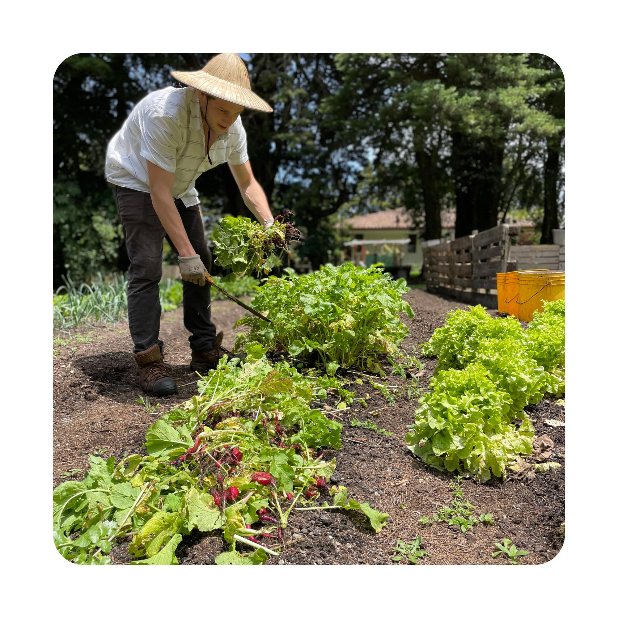 Una persona cuidando plantas en un huerto, usando un sombrero de paja y guantes, con árboles y estructuras de jardín en el fondo.