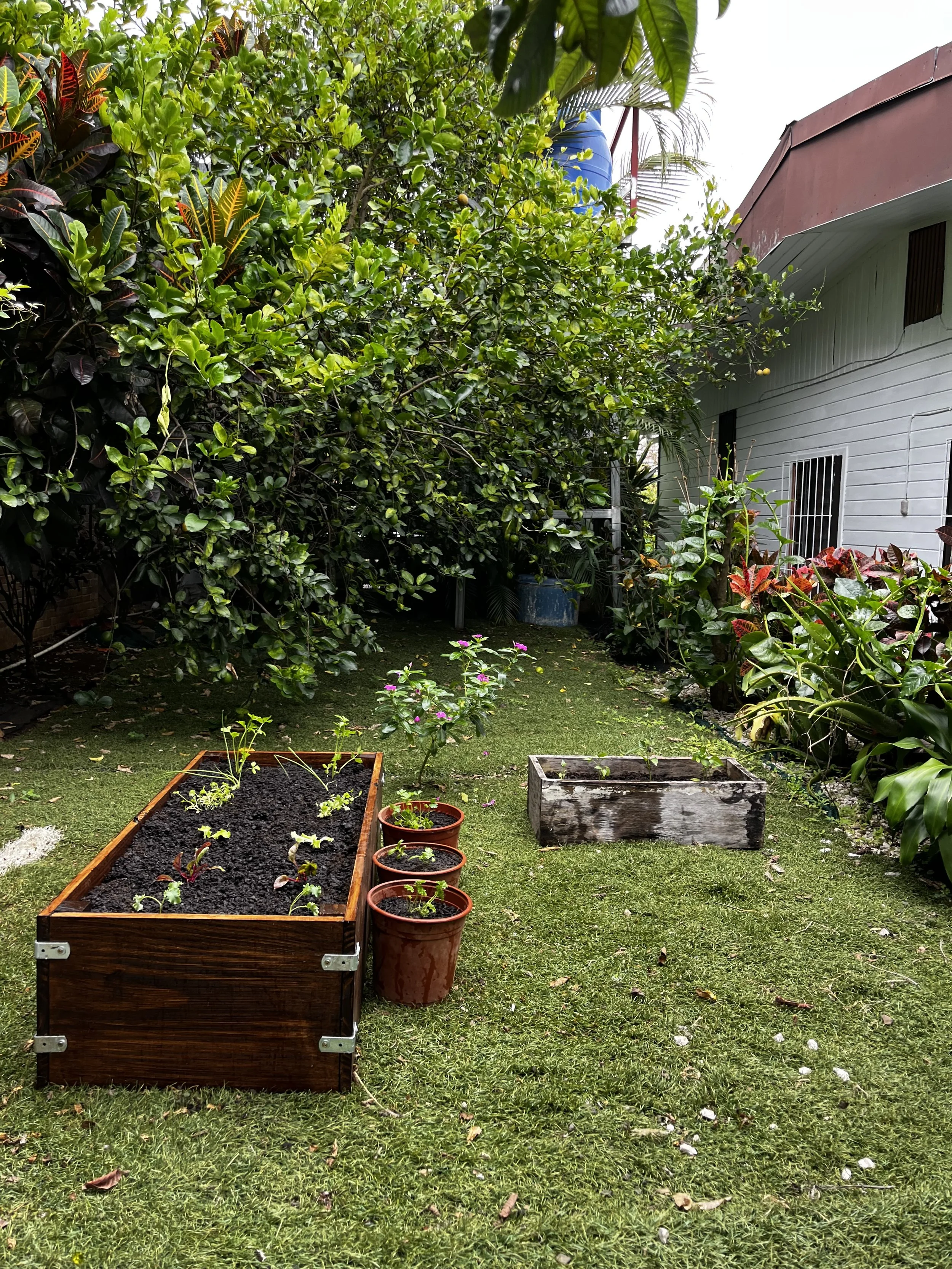 Jardín con cultivo de vegetales en macetas de madera y planta florecida, rodeado de árboles y plantas verdes, junto a una casa. El césped es de color verde con algunas hojas secas.