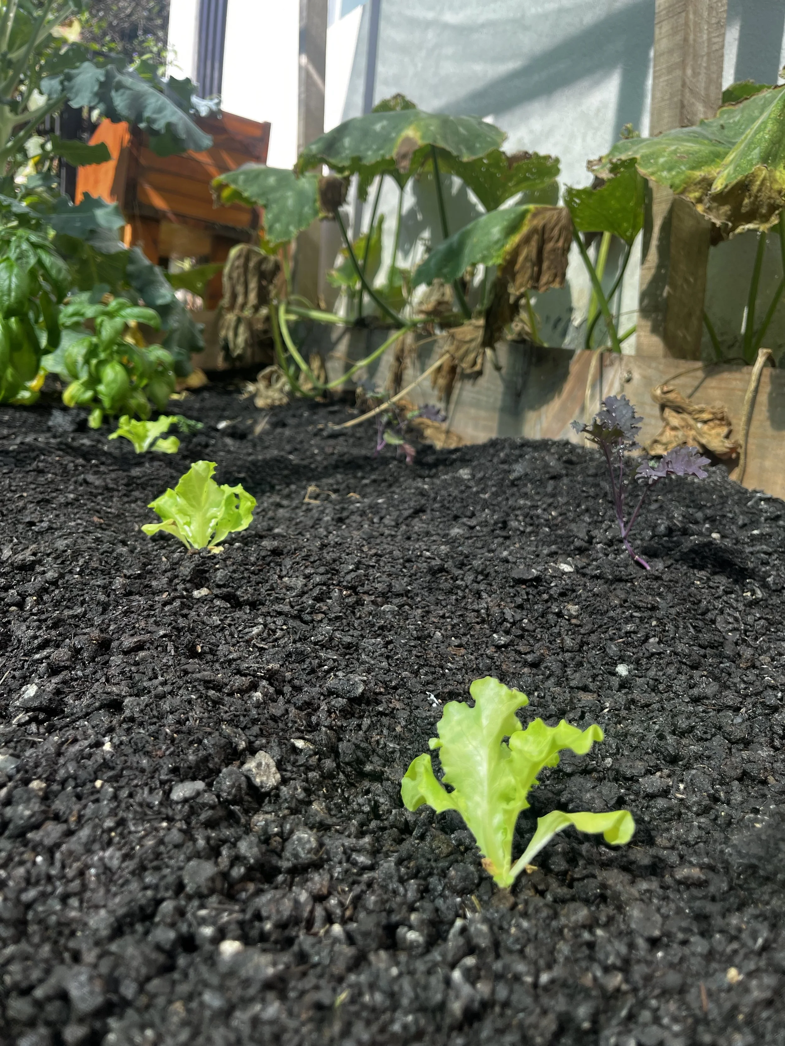 Jóvenes plantas de lechuga creciendo en suelo oscuro, con plantas mayores y hojas de otras plantas en el fondo.