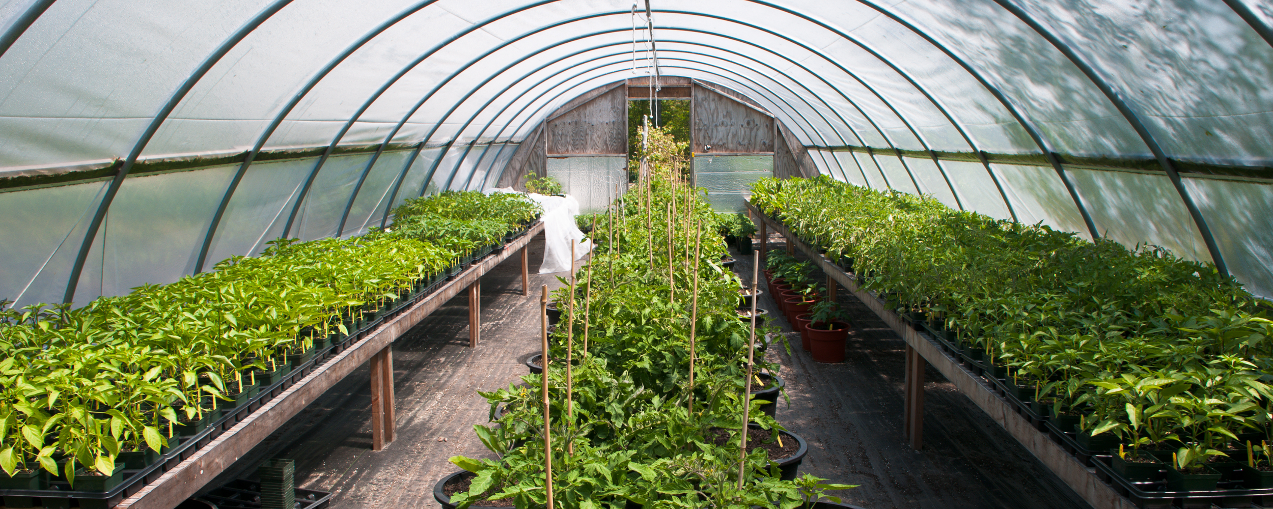 Invernadero con plantas de diferentes tamaños en macetas, con estructura metálica y cubierta plástica