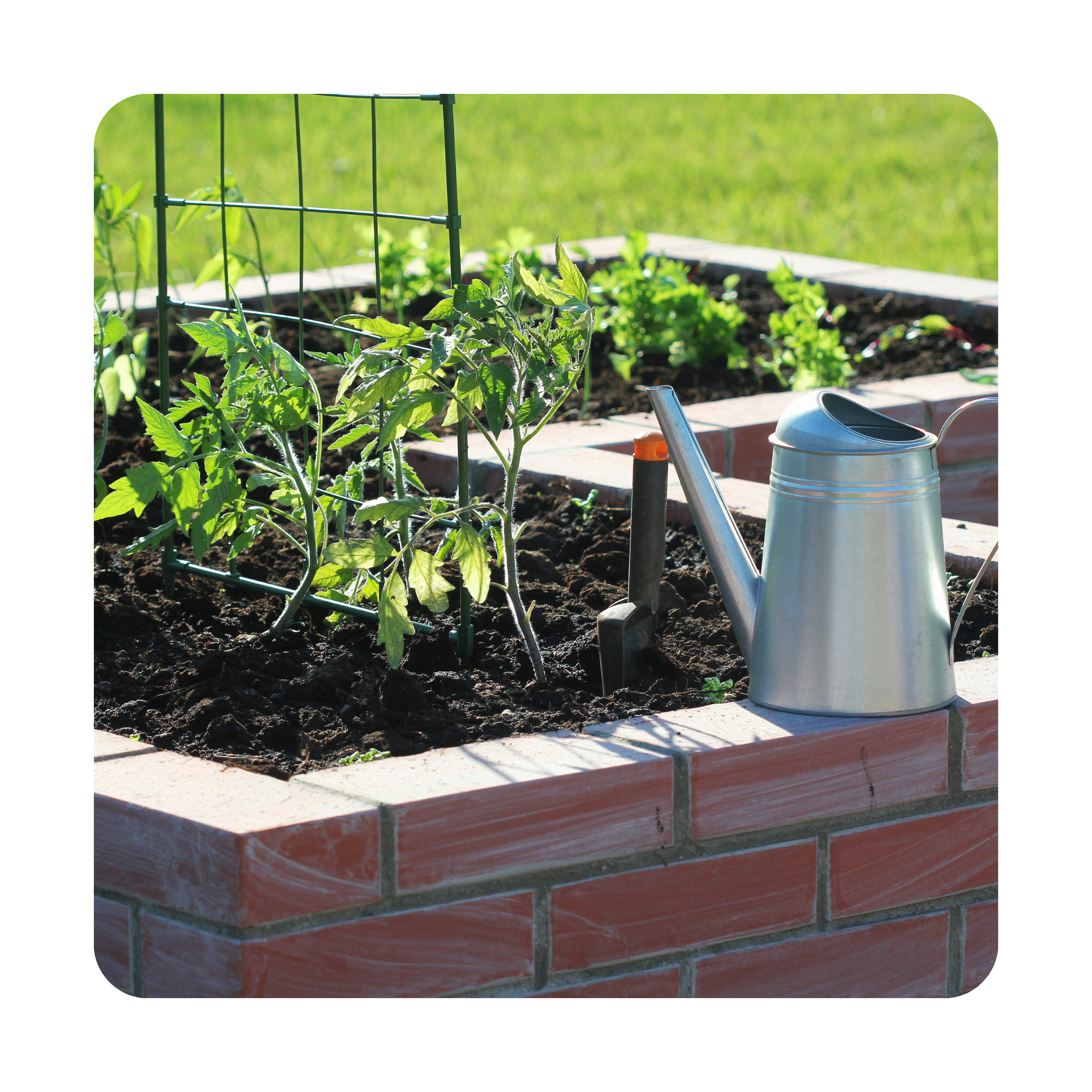 Huerto con plantas de tomate y otras verduras, con una malla y utensilios de jardinería en primer plano