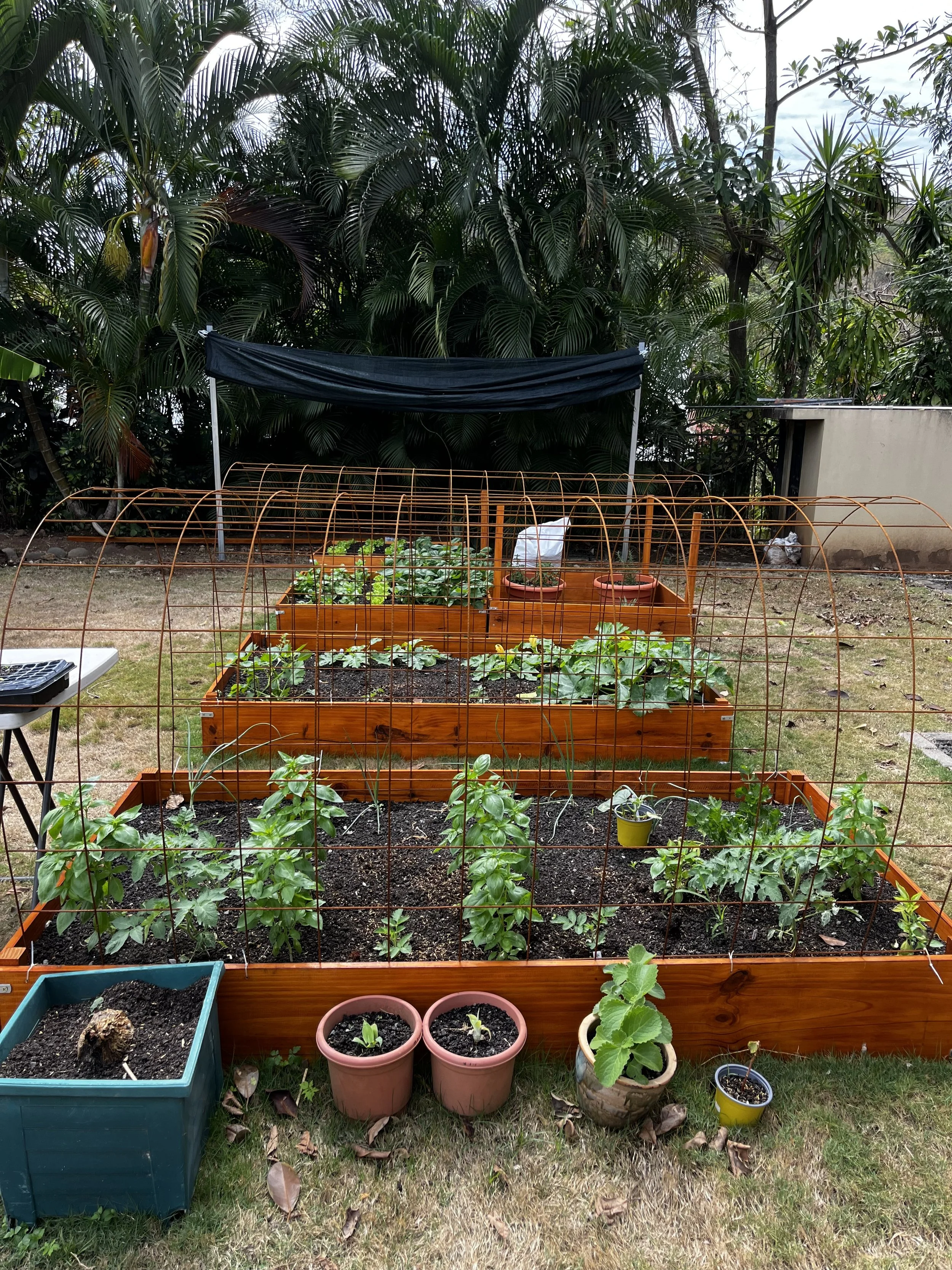 Jardín con varias camas de cultivo de madera, protegidas con malla metálica para evitar entrada de animales. Hay plantas en crecimiento y algunas en macetas. En el fondo hay árboles frondosos y un toldo negro. El césped y hojas secas en el suelo acom