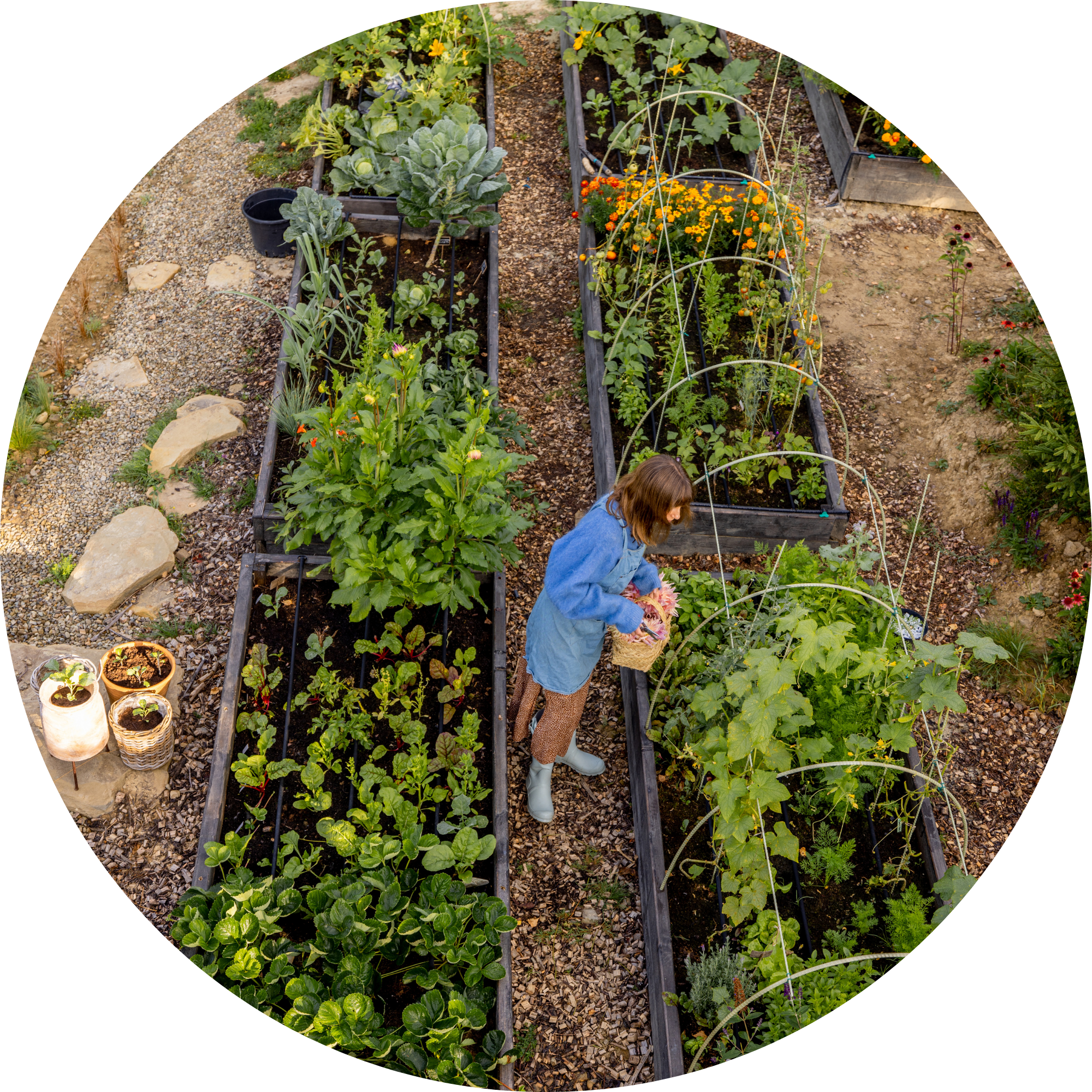 Jardín con varias camas de hortalizas y flores, una mujer recoge plantas en la esquina inferior derecha.